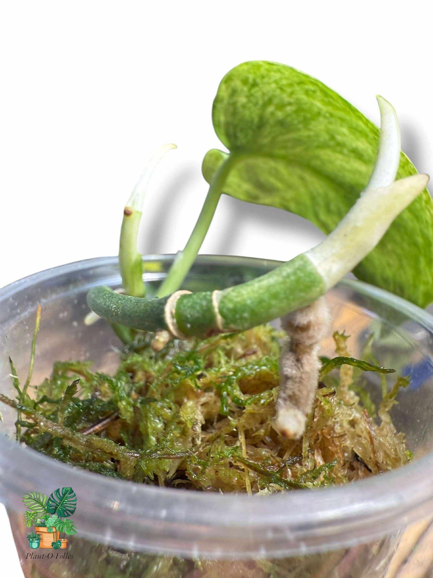 Scindapsus Silver Platinum rare et prisee