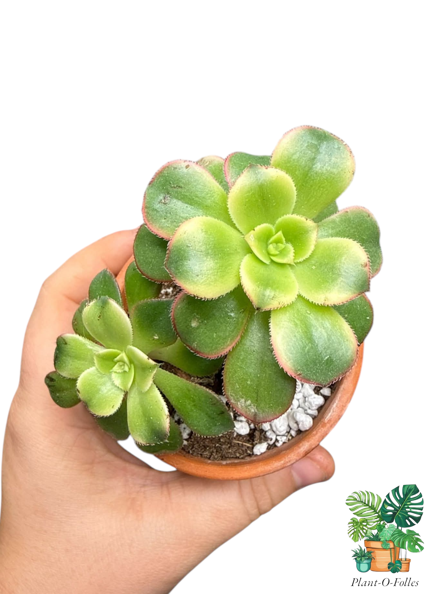 Aeonium ‘David Bramwelli Sunburst’ - Plant - O - Folles