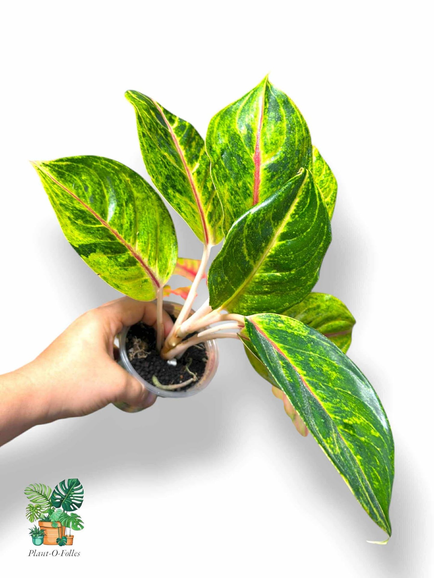 Aglaonema Green Papaya , Rare Variegated Aroid, Tropical Indoor Plant, Arrow Leaf Houseplant for Collectors - Plant - O - Folles