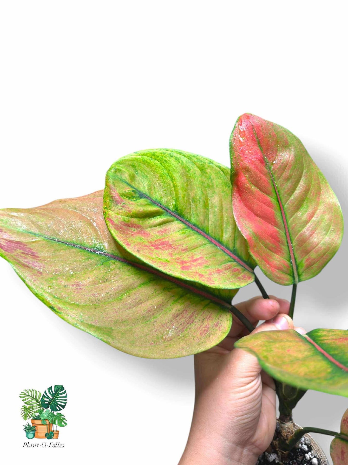 Aglaonema Heng Heng, Rare Variegated Aroid, Tropical Indoor Plant, Arrow Leaf Houseplant for Collectors - Plant - O - Folles