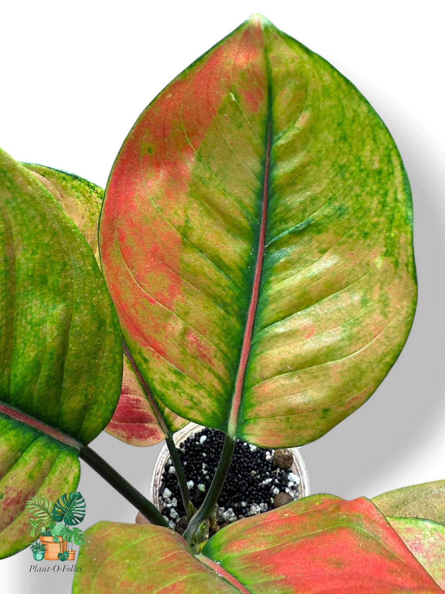 Aglaonema Heng Heng, Rare Variegated Aroid, Tropical Indoor Plant, Arrow Leaf Houseplant for Collectors - Plant - O - Folles