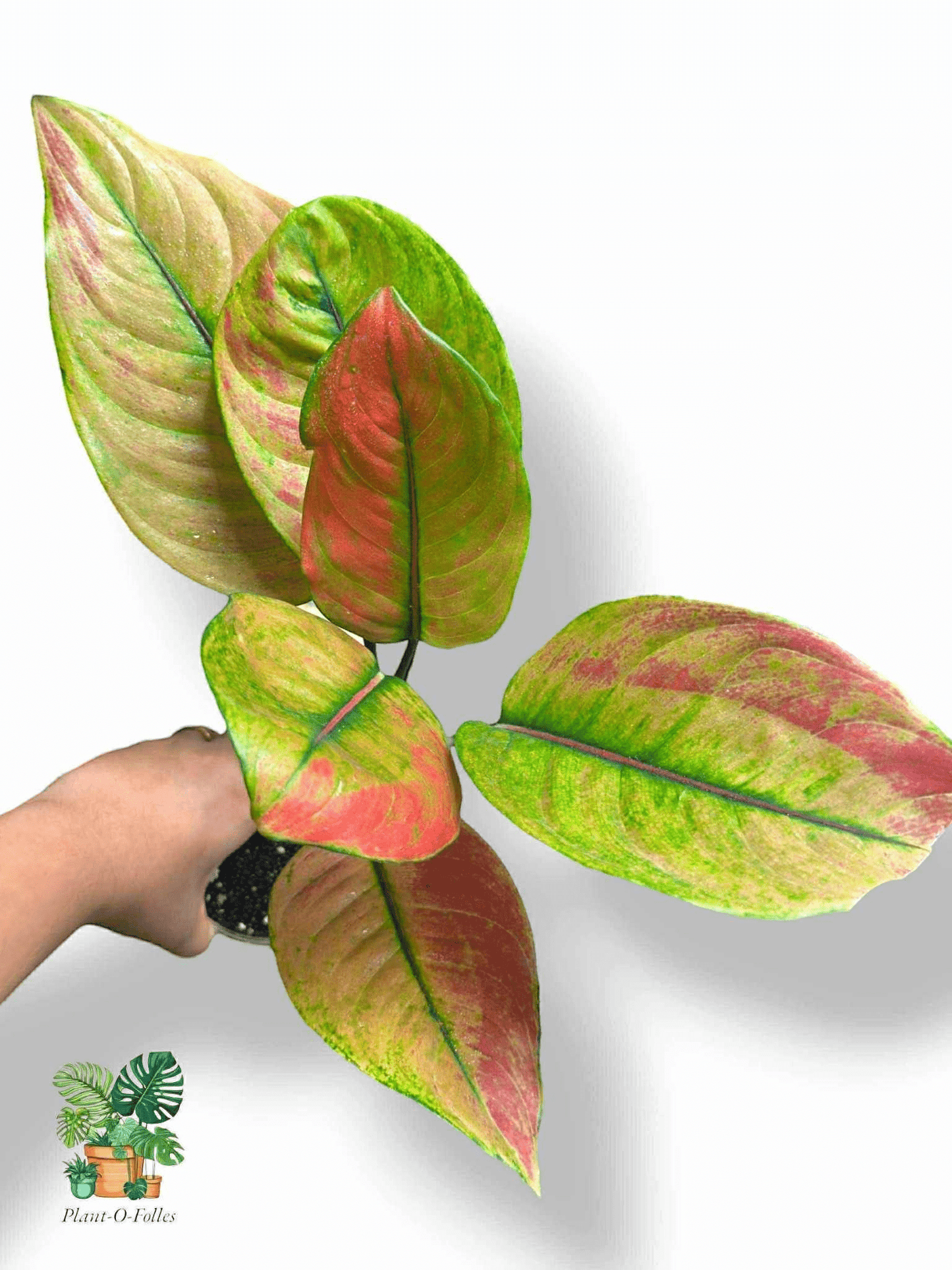 Aglaonema Heng Heng, Rare Variegated Aroid, Tropical Indoor Plant, Arrow Leaf Houseplant for Collectors - Plant - O - Folles