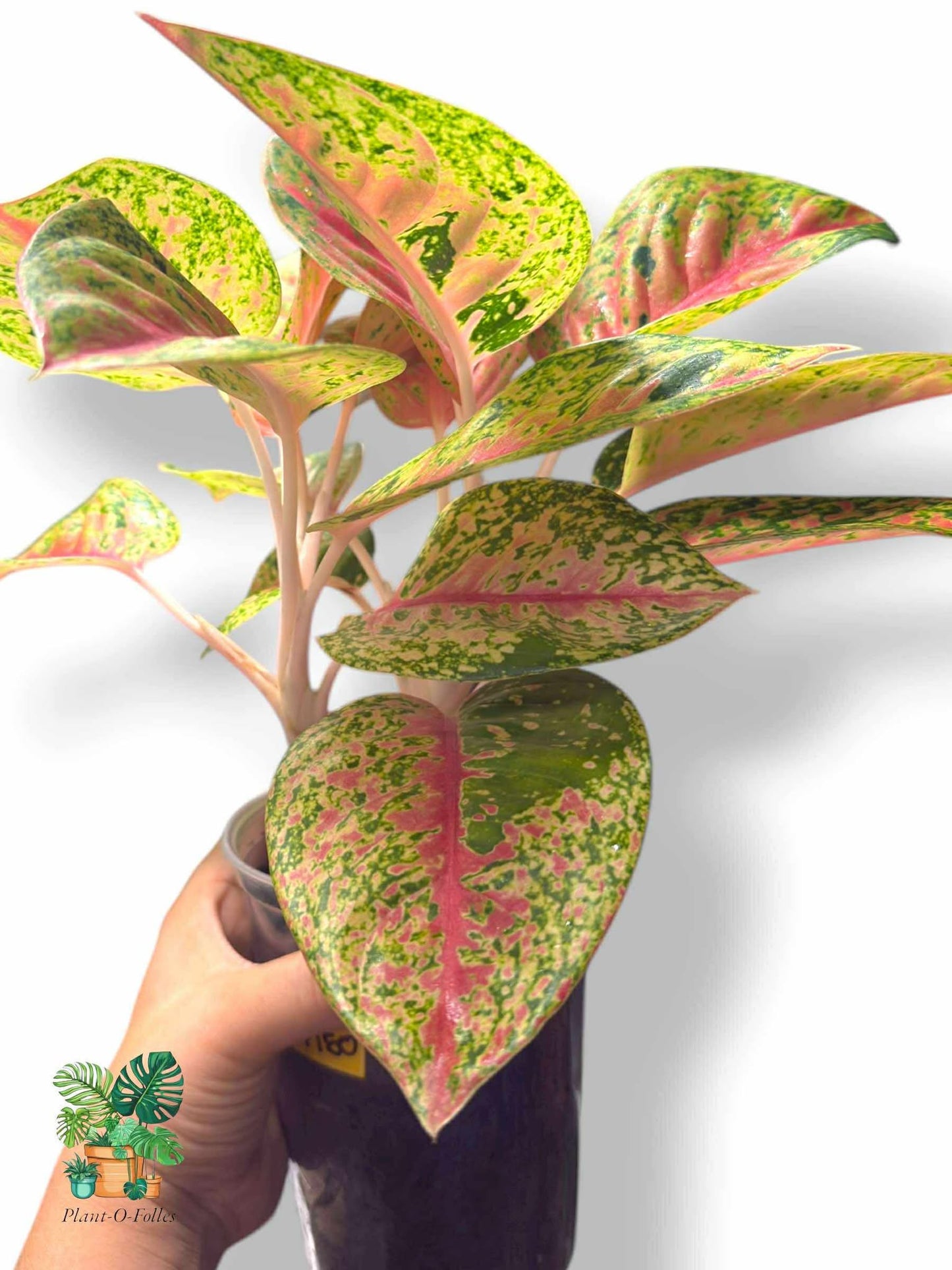 Aglaonema Maha Srethi Bush Form, Rare Variegated Aroid, Tropical Indoor Plant, Arrow Leaf Houseplant for Collectors - Plant - O - Folles