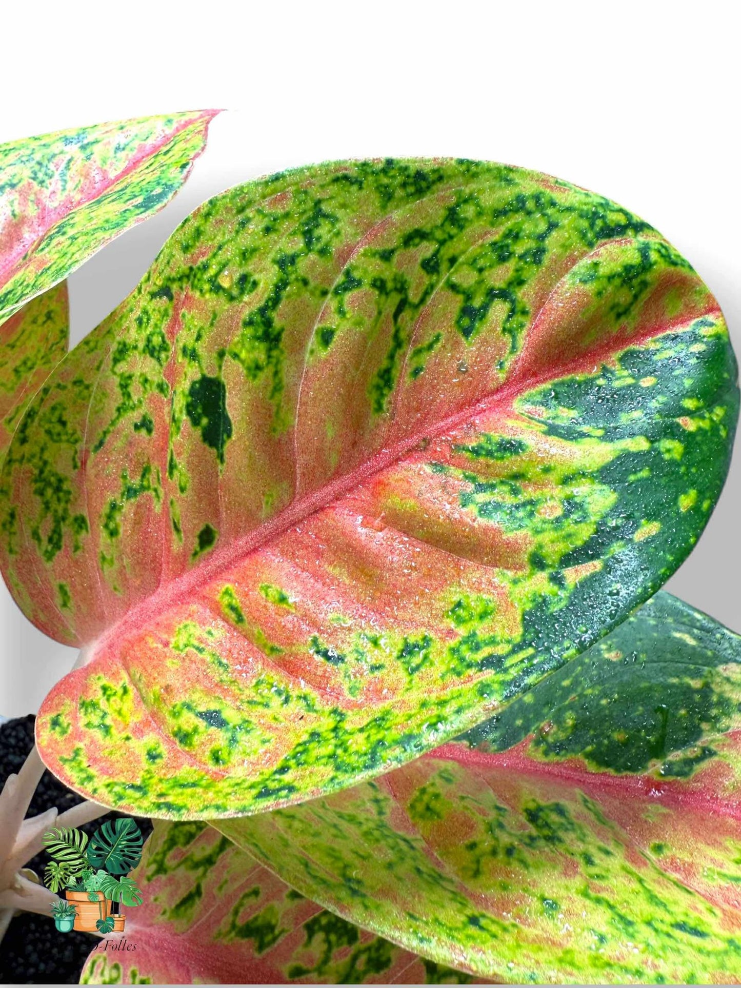 Aglaonema Maha Srethi Bush Form, Rare Variegated Aroid, Tropical Indoor Plant, Arrow Leaf Houseplant for Collectors - Plant - O - Folles