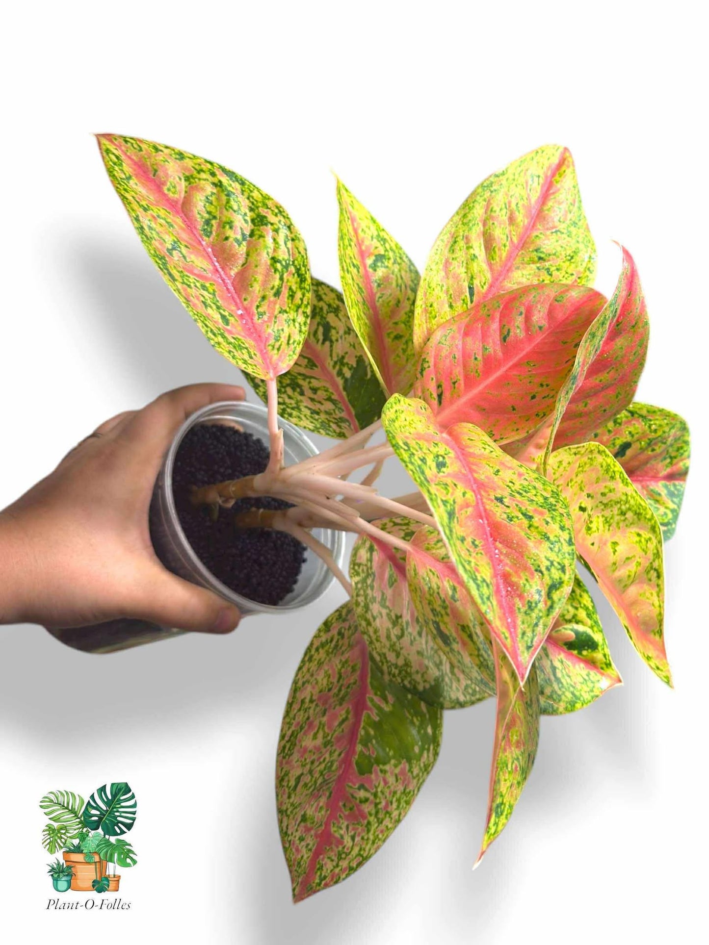 Aglaonema Maha Srethi Bush Form, Rare Variegated Aroid, Tropical Indoor Plant, Arrow Leaf Houseplant for Collectors - Plant - O - Folles