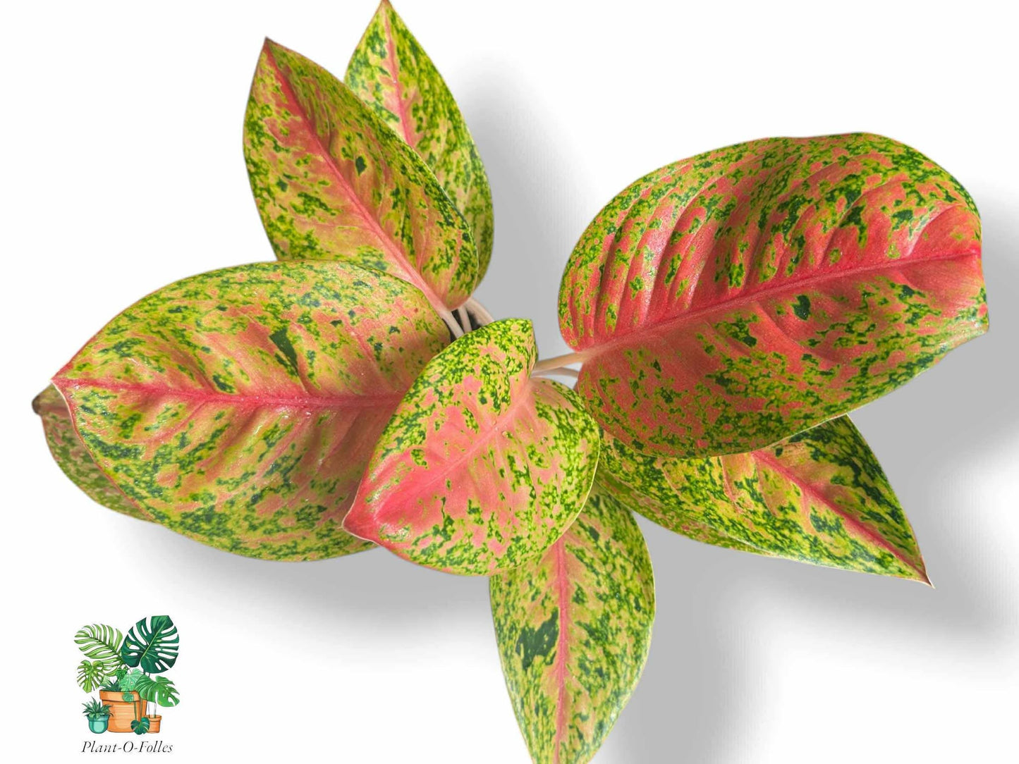 Aglaonema Maha Srethi, Rare Variegated Aroid, Tropical Indoor Plant, Arrow Leaf Houseplant for Collectors - Plant - O - Folles