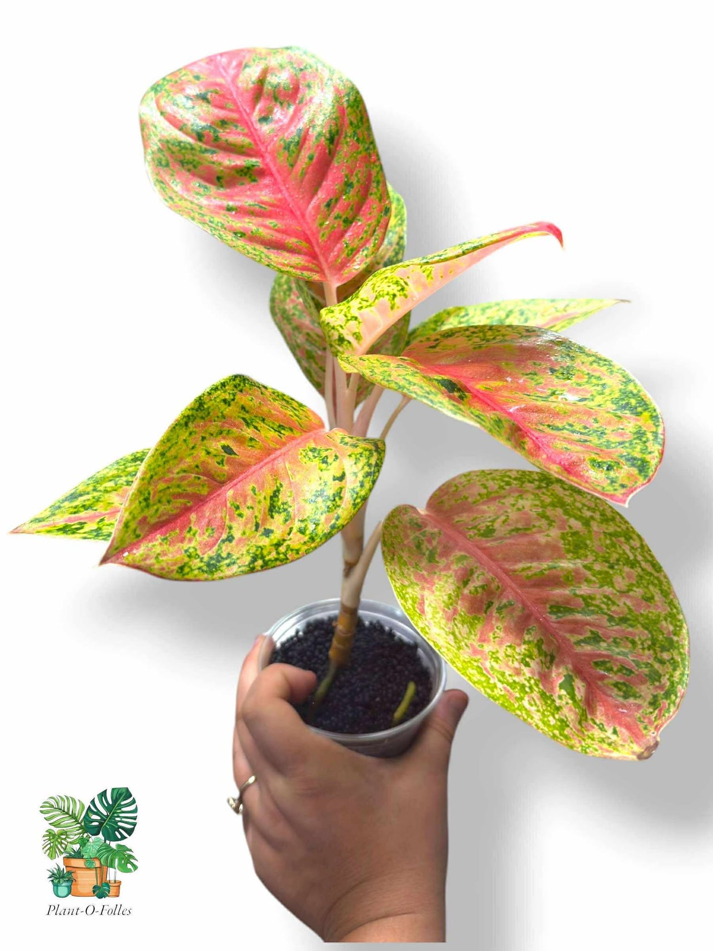 Aglaonema Maha Srethi, Rare Variegated Aroid, Tropical Indoor Plant, Arrow Leaf Houseplant for Collectors - Plant - O - Folles