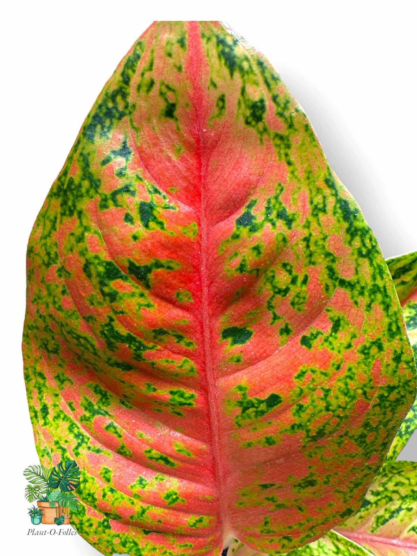 Aglaonema Maha Srethi, Rare Variegated Aroid, Tropical Indoor Plant, Arrow Leaf Houseplant for Collectors - Plant - O - Folles