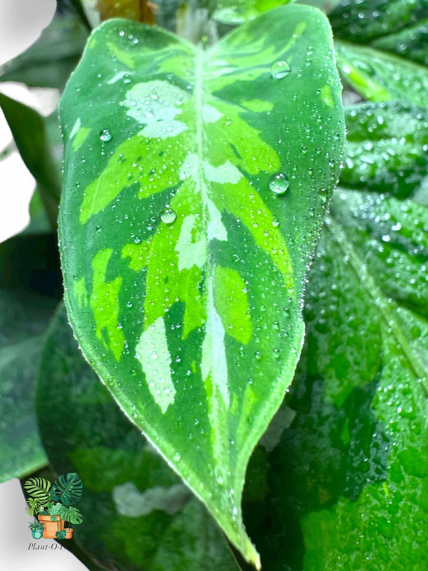 Aglaonema Pictum Tricolor, Rare Variegated Aroid, Tropical Indoor Plant, Arrow Leaf Houseplant for Collectors - Plant - O - Folles