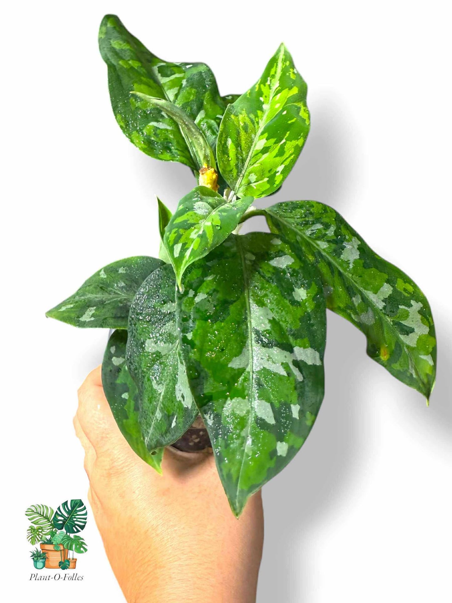Aglaonema Pictum Tricolor, Rare Variegated Aroid, Tropical Indoor Plant, Arrow Leaf Houseplant for Collectors - Plant - O - Folles