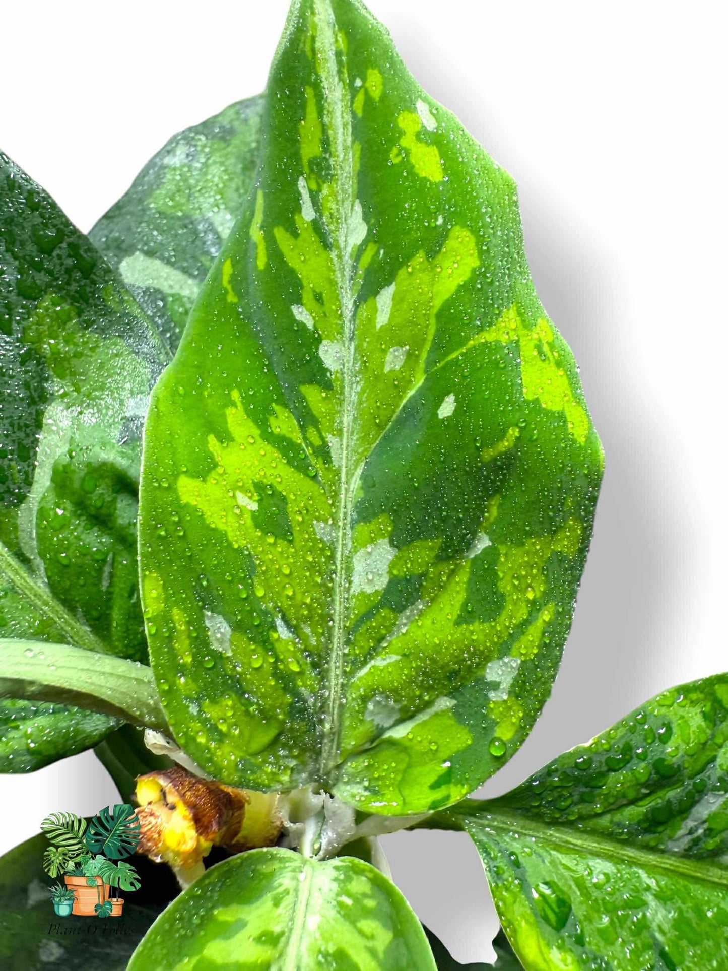 Aglaonema Pictum Tricolor, Rare Variegated Aroid, Tropical Indoor Plant, Arrow Leaf Houseplant for Collectors - Plant - O - Folles