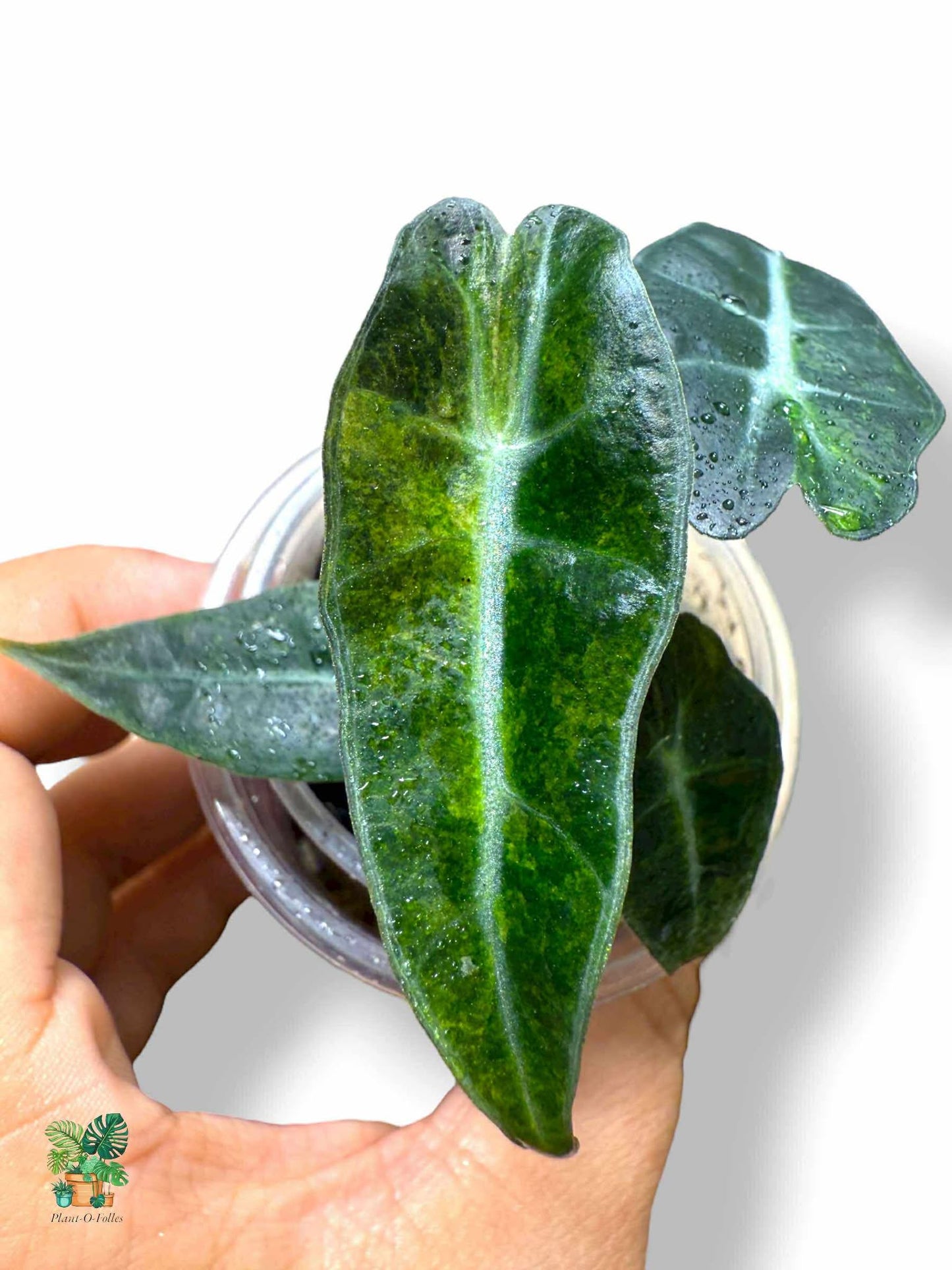 Alocasia Amazonica ‘Splash’, Rare Variegated Aroid, Tropical Indoor Plant, Arrow Leaf Houseplant for Collectors - Plant - O - Folles