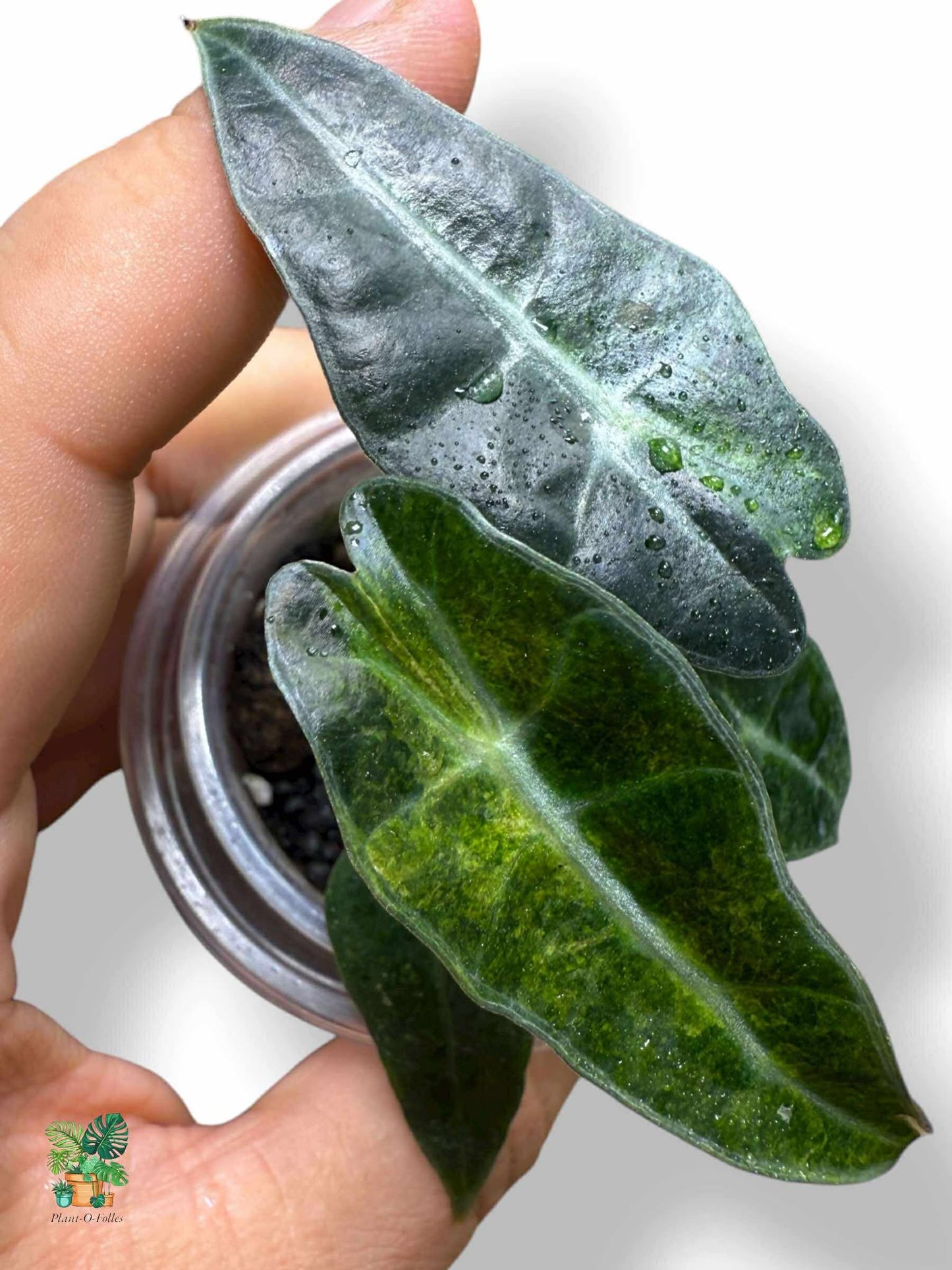 Alocasia Amazonica ‘Splash’, Rare Variegated Aroid, Tropical Indoor Plant, Arrow Leaf Houseplant for Collectors - Plant - O - Folles