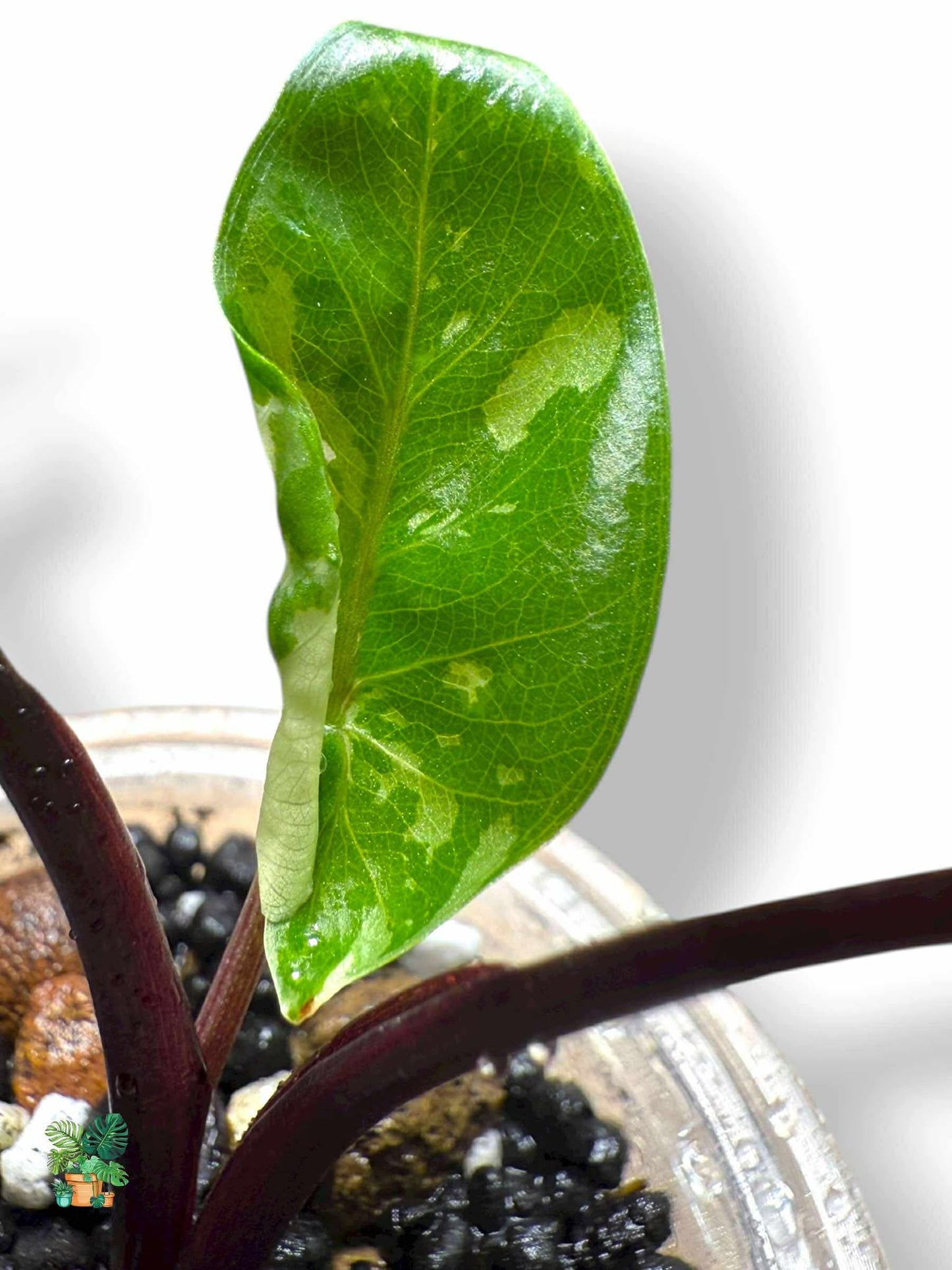 Alocasia Black Stem Albo, Rare Variegated Aroid, Tropical Indoor Plant, Arrow Leaf Houseplant for Collectors - Plant - O - Folles