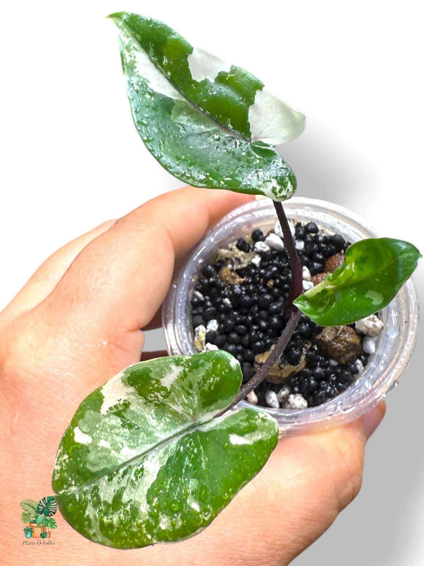 Alocasia Black Stem Albo, Rare Variegated Aroid, Tropical Indoor Plant, Arrow Leaf Houseplant for Collectors - Plant - O - Folles
