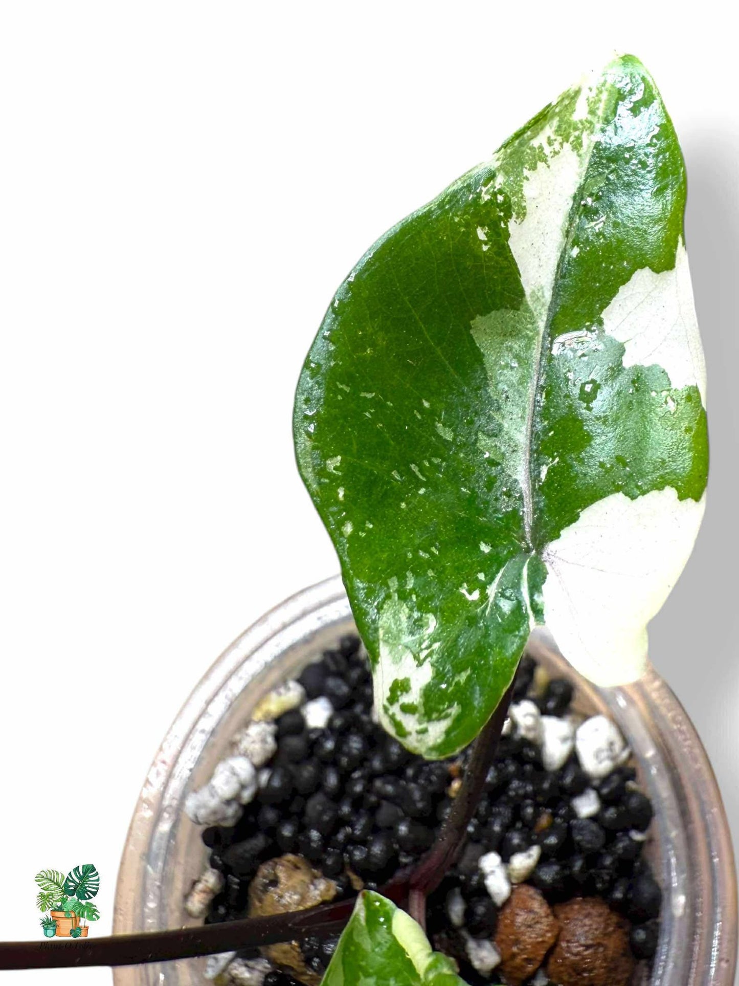 Alocasia Black Stem Albo, Rare Variegated Aroid, Tropical Indoor Plant, Arrow Leaf Houseplant for Collectors - Plant - O - Folles