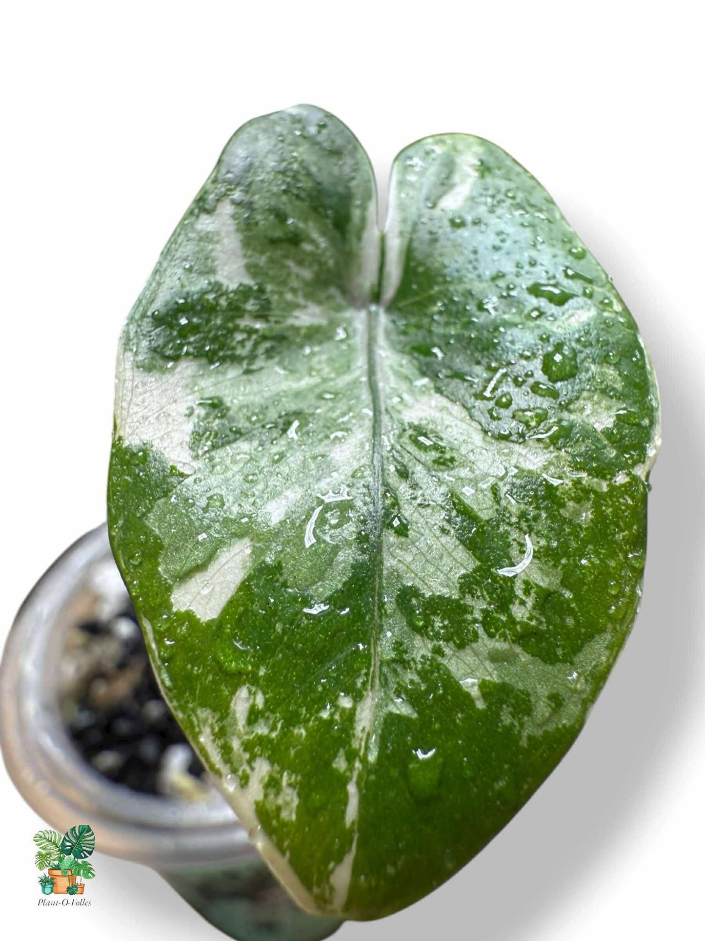 Alocasia Black Stem Albo, Rare Variegated Aroid, Tropical Indoor Plant, Arrow Leaf Houseplant for Collectors - Plant - O - Folles