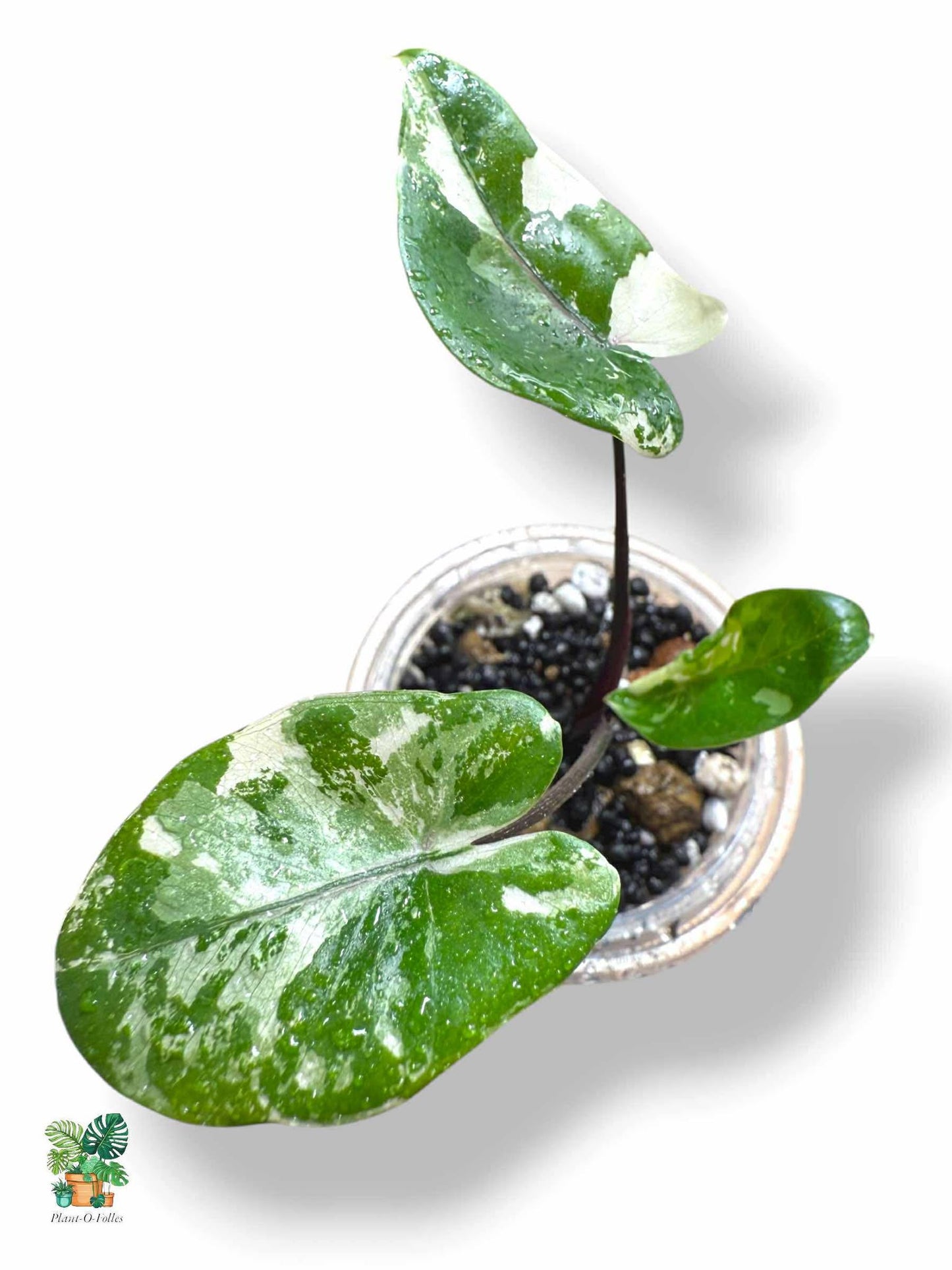 Alocasia Black Stem Albo, Rare Variegated Aroid, Tropical Indoor Plant, Arrow Leaf Houseplant for Collectors - Plant - O - Folles