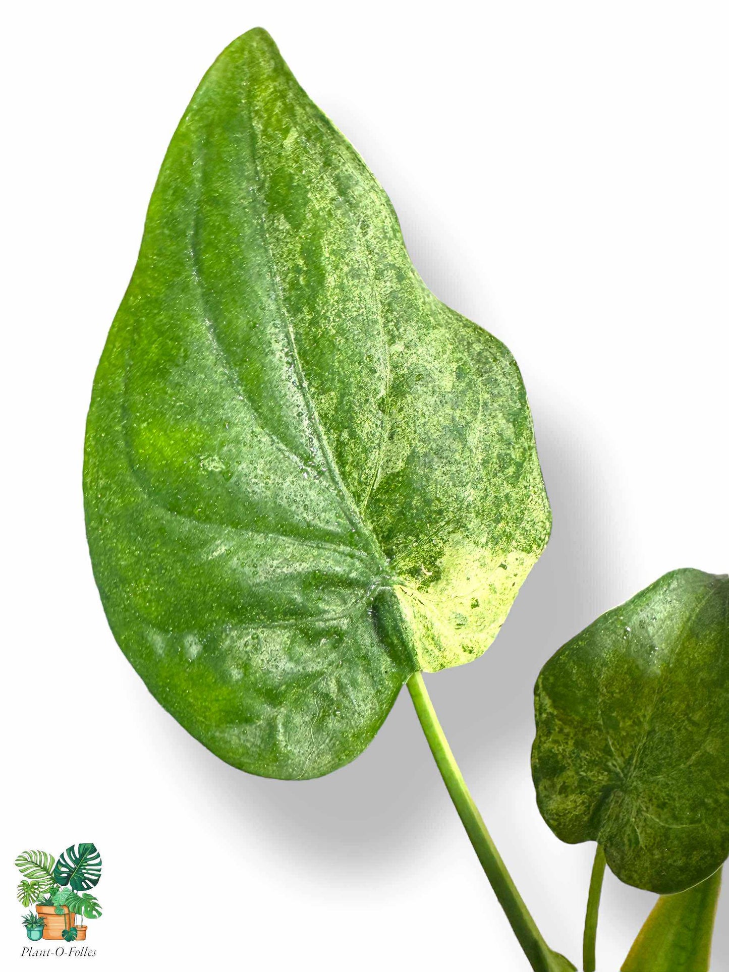 Alocasia Cucullata Mint, Rare Variegated Aroid, Tropical Indoor Plant, Arrow Leaf Houseplant for Collectors - Plant - O - Folles