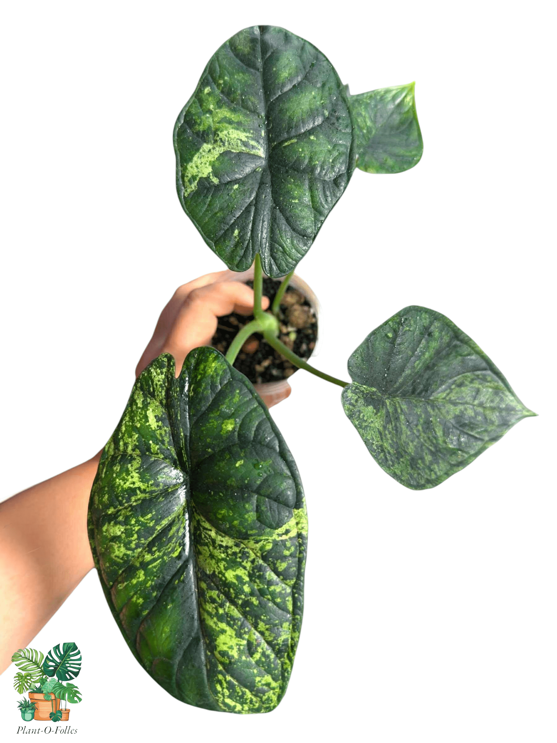 Alocasia Dragon Scale Mint, Rare Variegated Aroid, Tropical Indoor