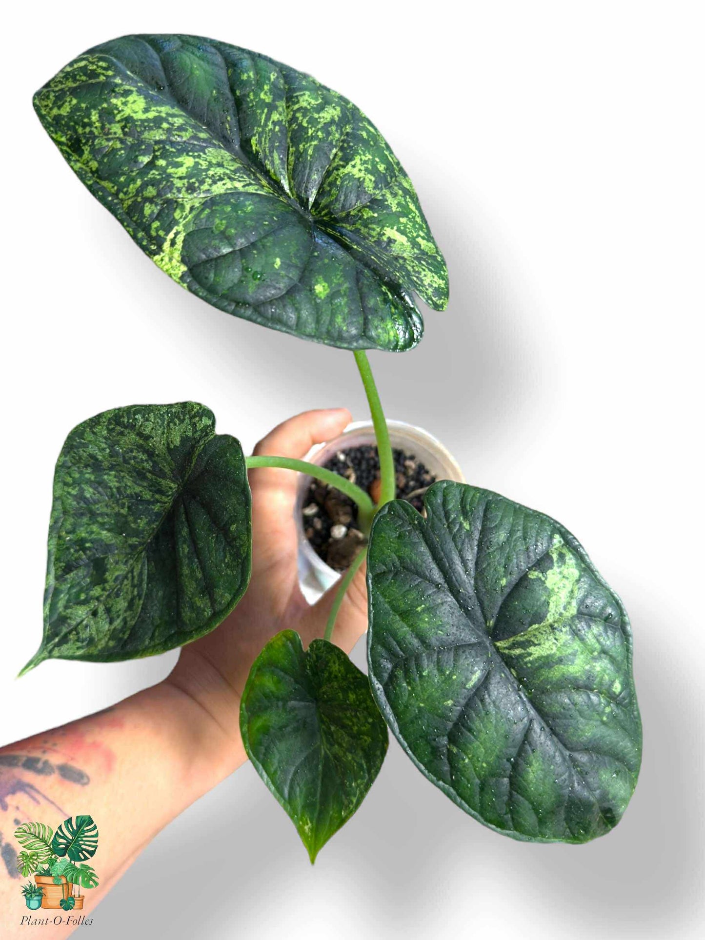 Alocasia Dragon Scale Mint, Rare Variegated Aroid, Tropical Indoor Plant, Arrow Leaf Houseplant for Collectors - Plant - O - Folles