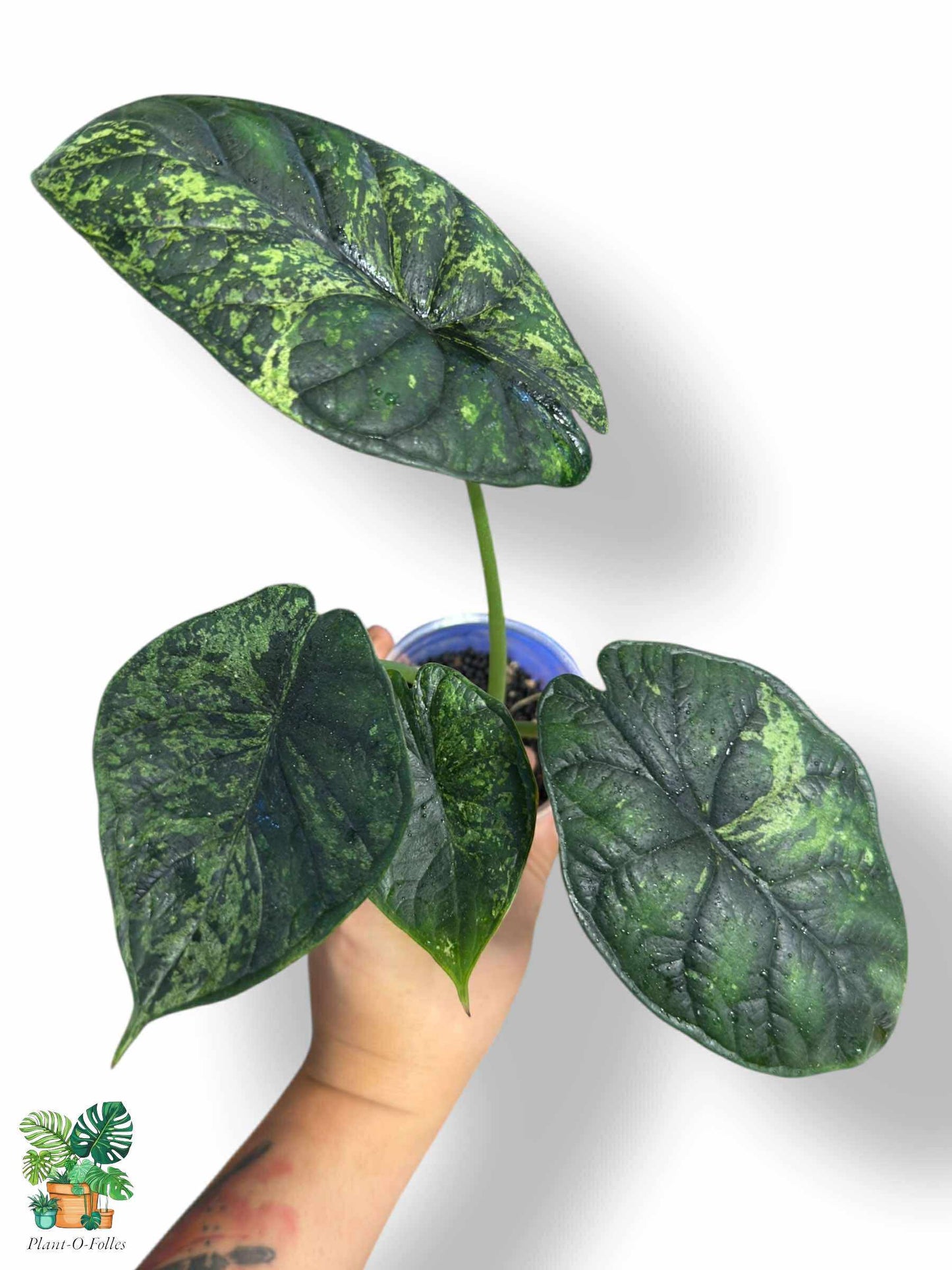 Alocasia Dragon Scale Mint, Rare Variegated Aroid, Tropical Indoor Plant, Arrow Leaf Houseplant for Collectors - Plant - O - Folles