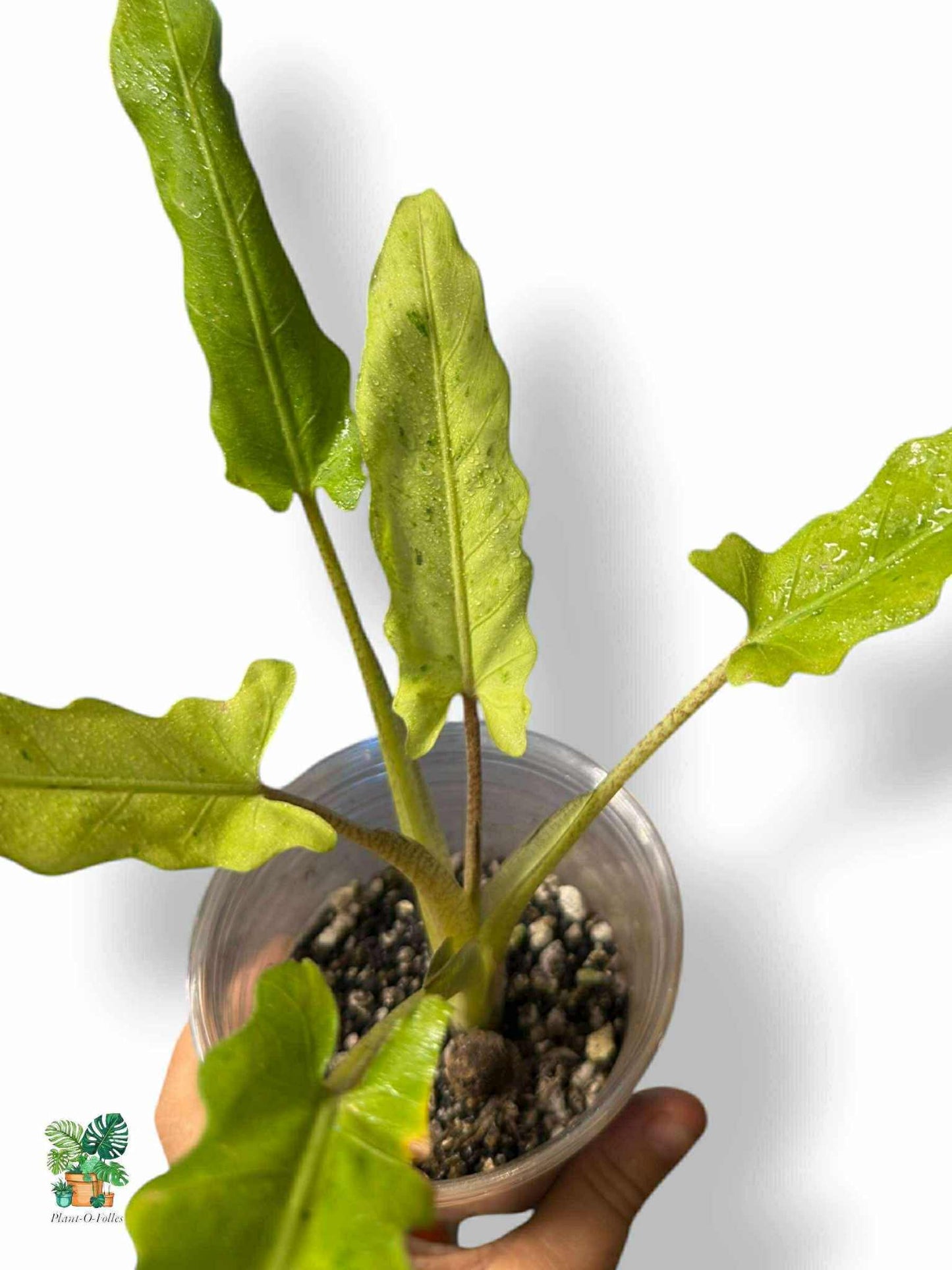 Alocasia Lauterbachiana Variegata, Rare Variegated Aroid, Tropical Indoor Plant, Arrow Leaf Houseplant for Collectors - Plant - O - Folles
