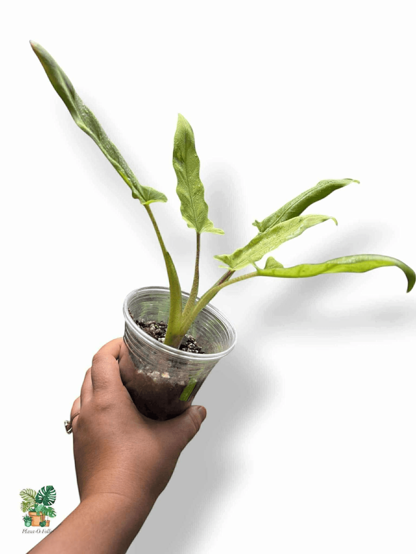 Alocasia Lauterbachiana Variegata, Rare Variegated Aroid, Tropical Indoor Plant, Arrow Leaf Houseplant for Collectors - Plant - O - Folles