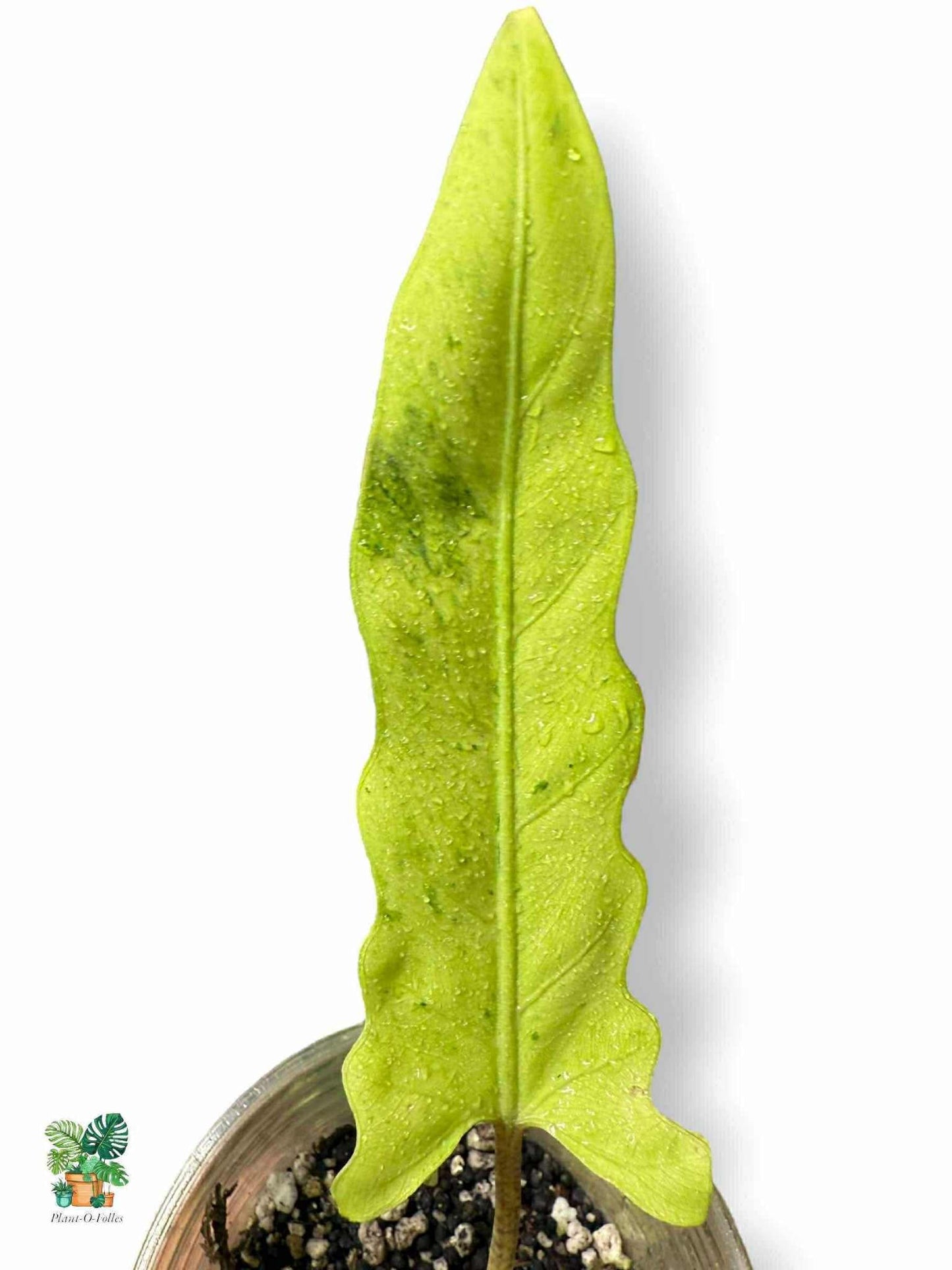 Alocasia Lauterbachiana Variegata, Rare Variegated Aroid, Tropical Indoor Plant, Arrow Leaf Houseplant for Collectors - Plant - O - Folles
