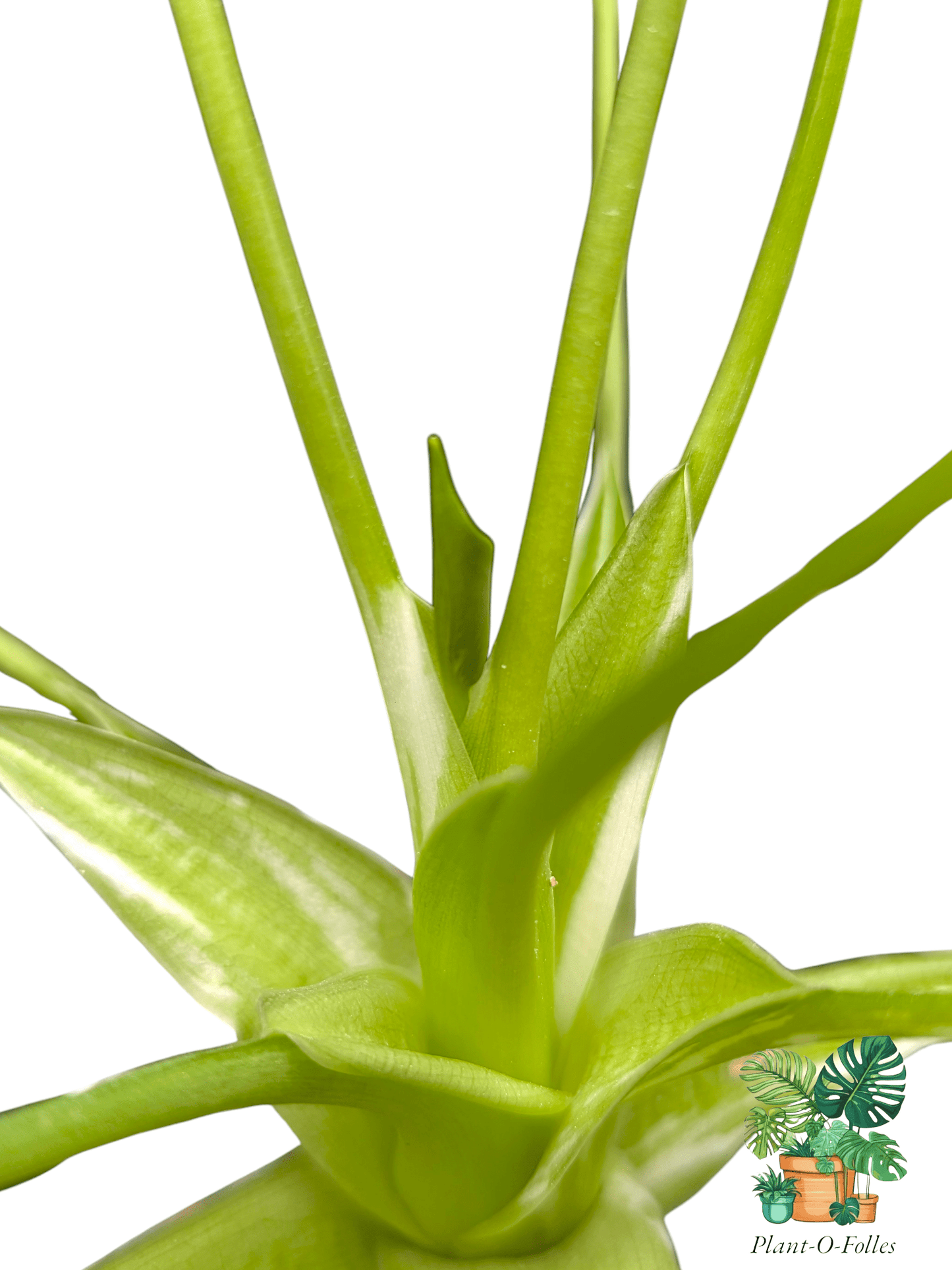 Alocasia ‘Tiny Dancer Albo’ – Plante tropicale rare panachée - Plant - O - Folles