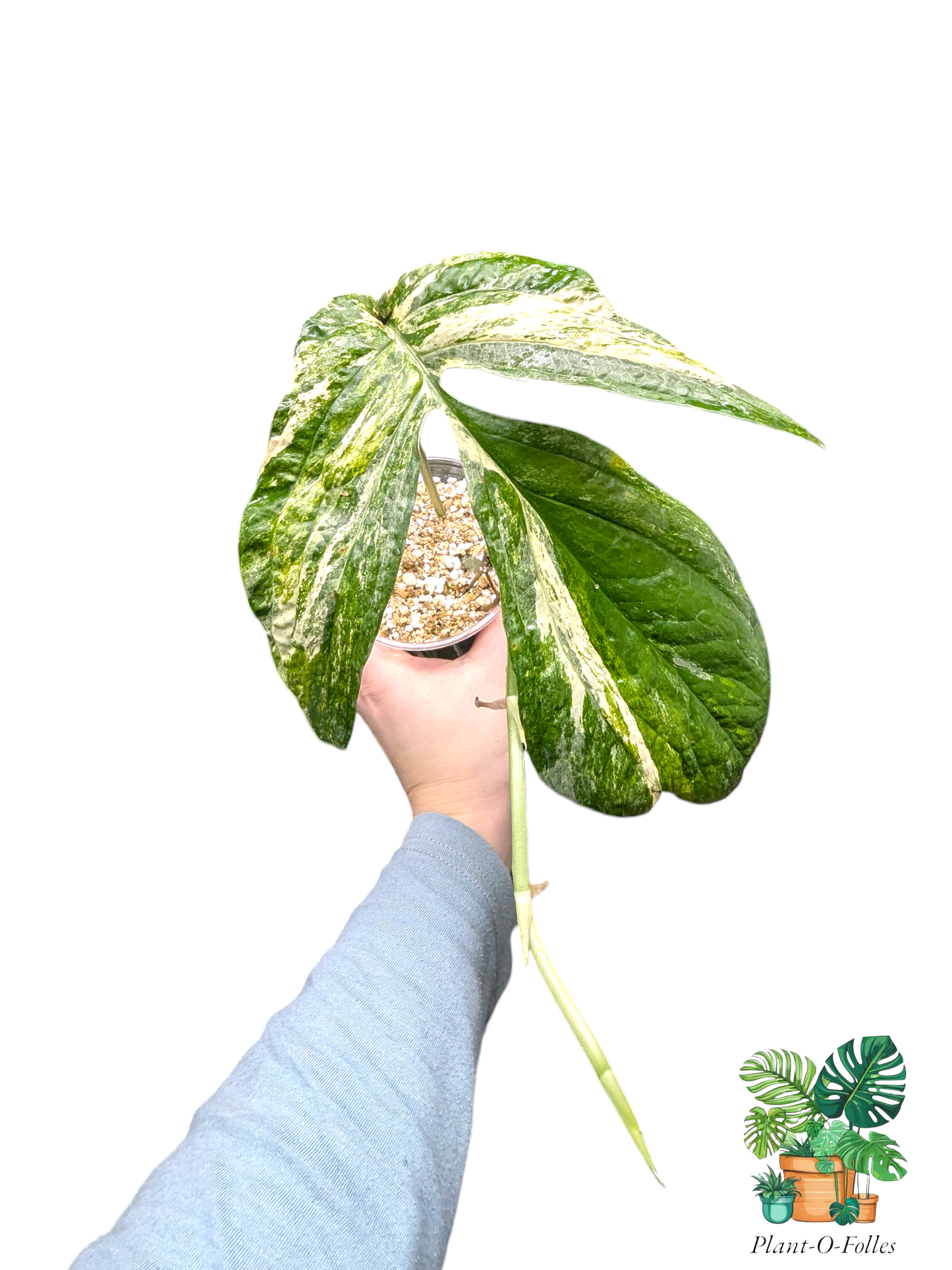 Amydrium ‘Variegata’ – Variété tropicale panachée rare - Plant - O - Folles