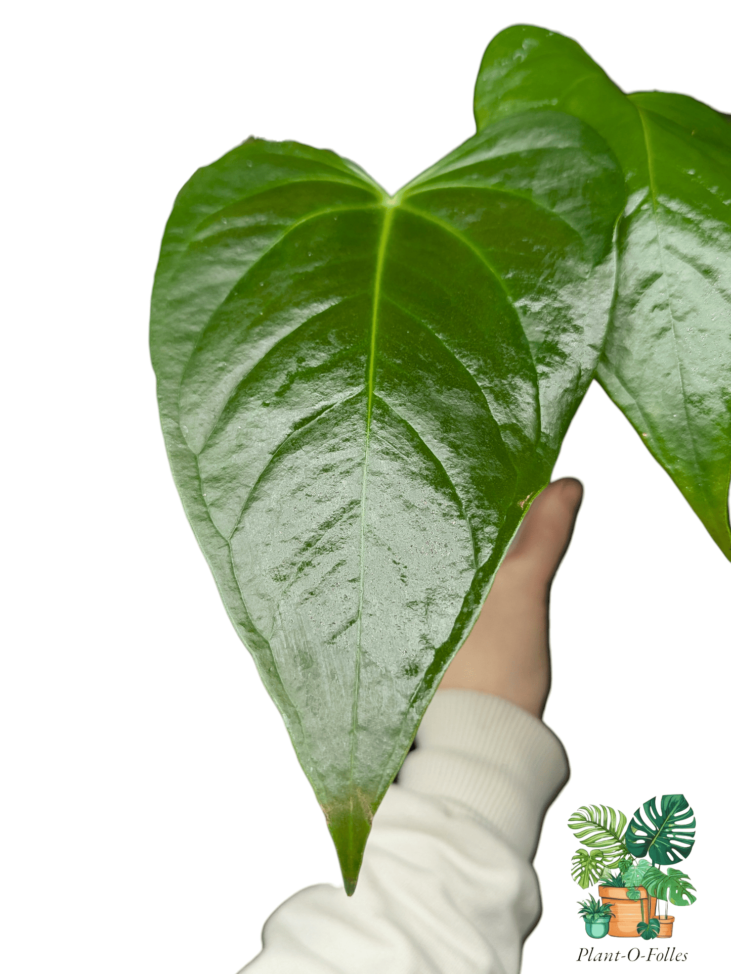 Anthurium camberlianii - Plant - O - Folles