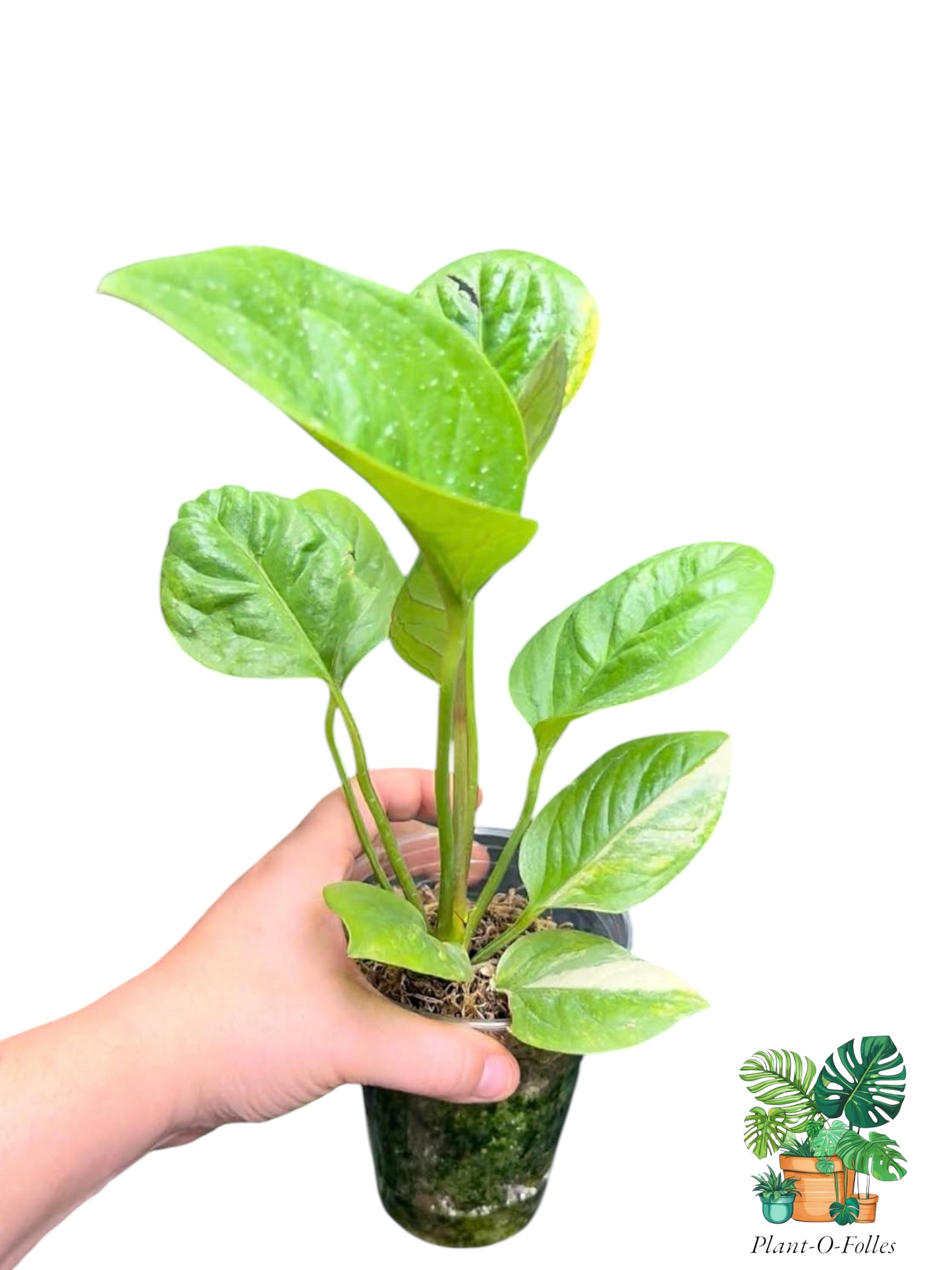 Anthurium jenmanii ‘Variegata’ – Variété tropicale rare - Plant - O - Folles