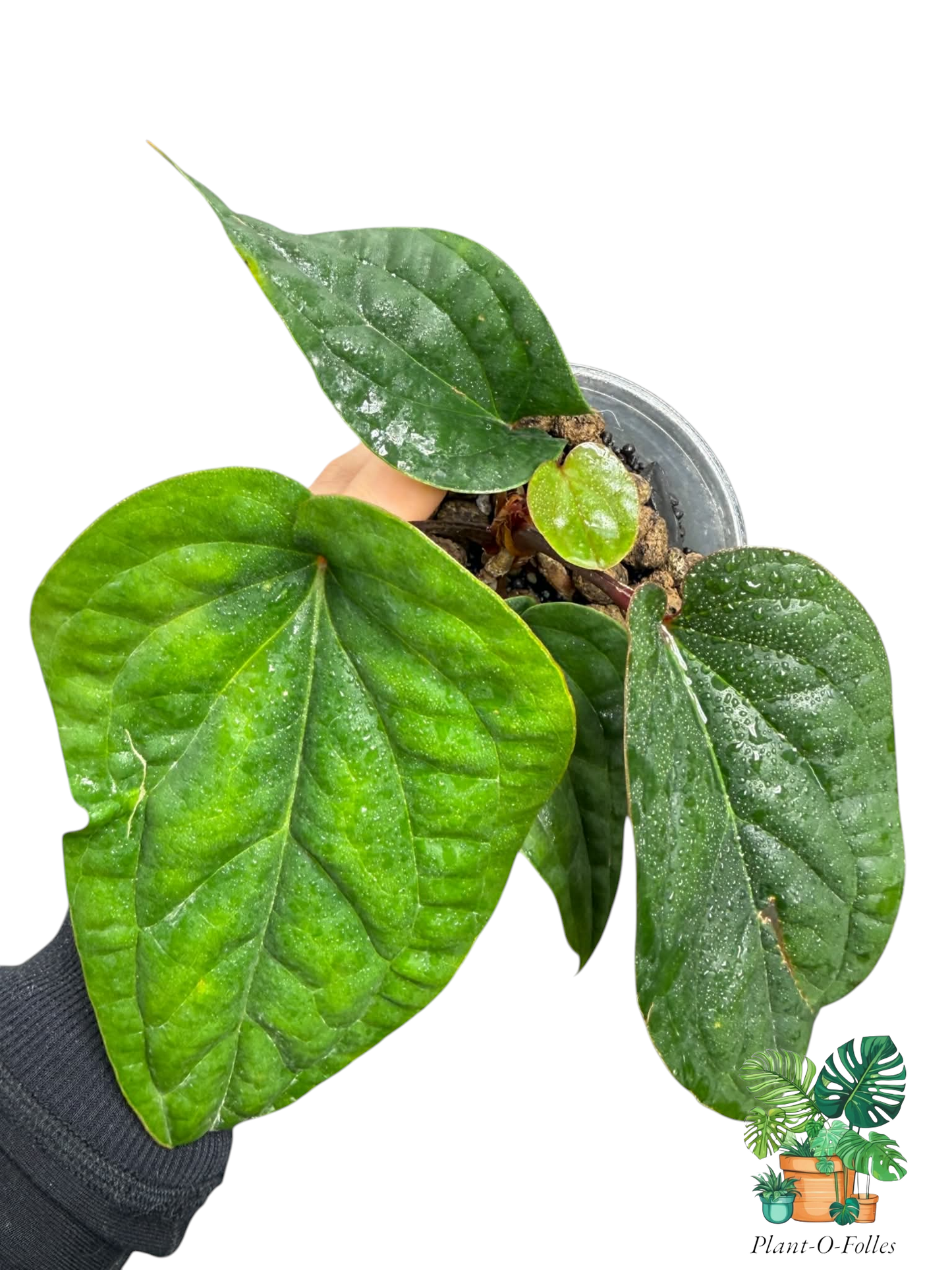 Anthurium luxurians × radicans - Plant - O - Folles