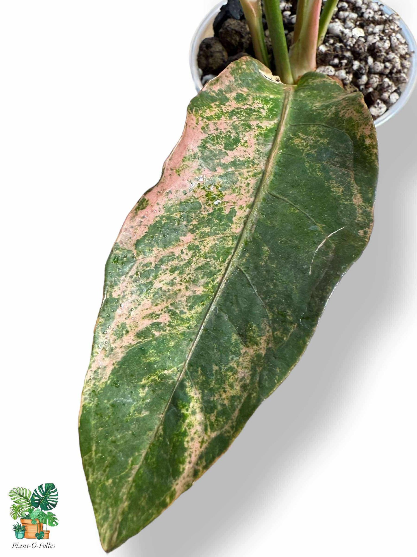 Anthurium Sweta Pink x HUK Variegata Mint, Rare Variegated Aroid, Tropical Indoor Plant, Arrow Leaf Houseplant for Collectors - Plant - O - Folles