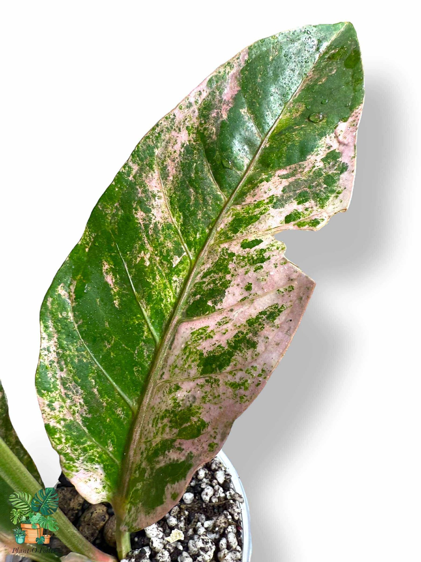 Anthurium Sweta Pink x HUK Variegata Mint, Rare Variegated Aroid, Tropical Indoor Plant, Arrow Leaf Houseplant for Collectors - Plant - O - Folles