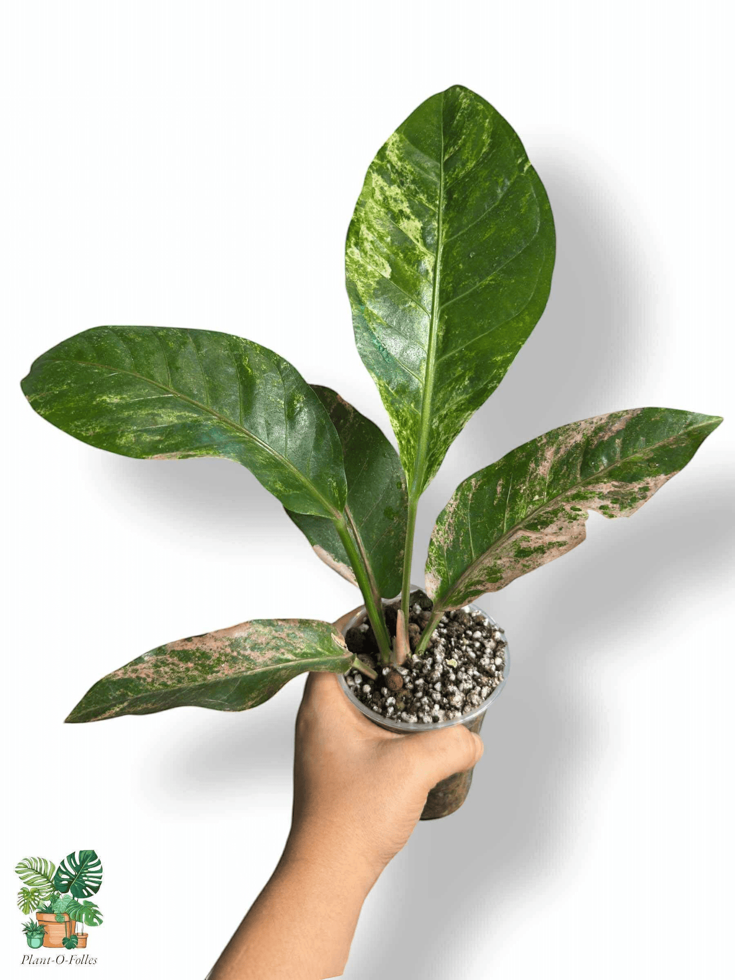 Anthurium Sweta Pink x HUK Variegata Mint, Rare Variegated Aroid, Tropical Indoor Plant, Arrow Leaf Houseplant for Collectors - Plant - O - Folles