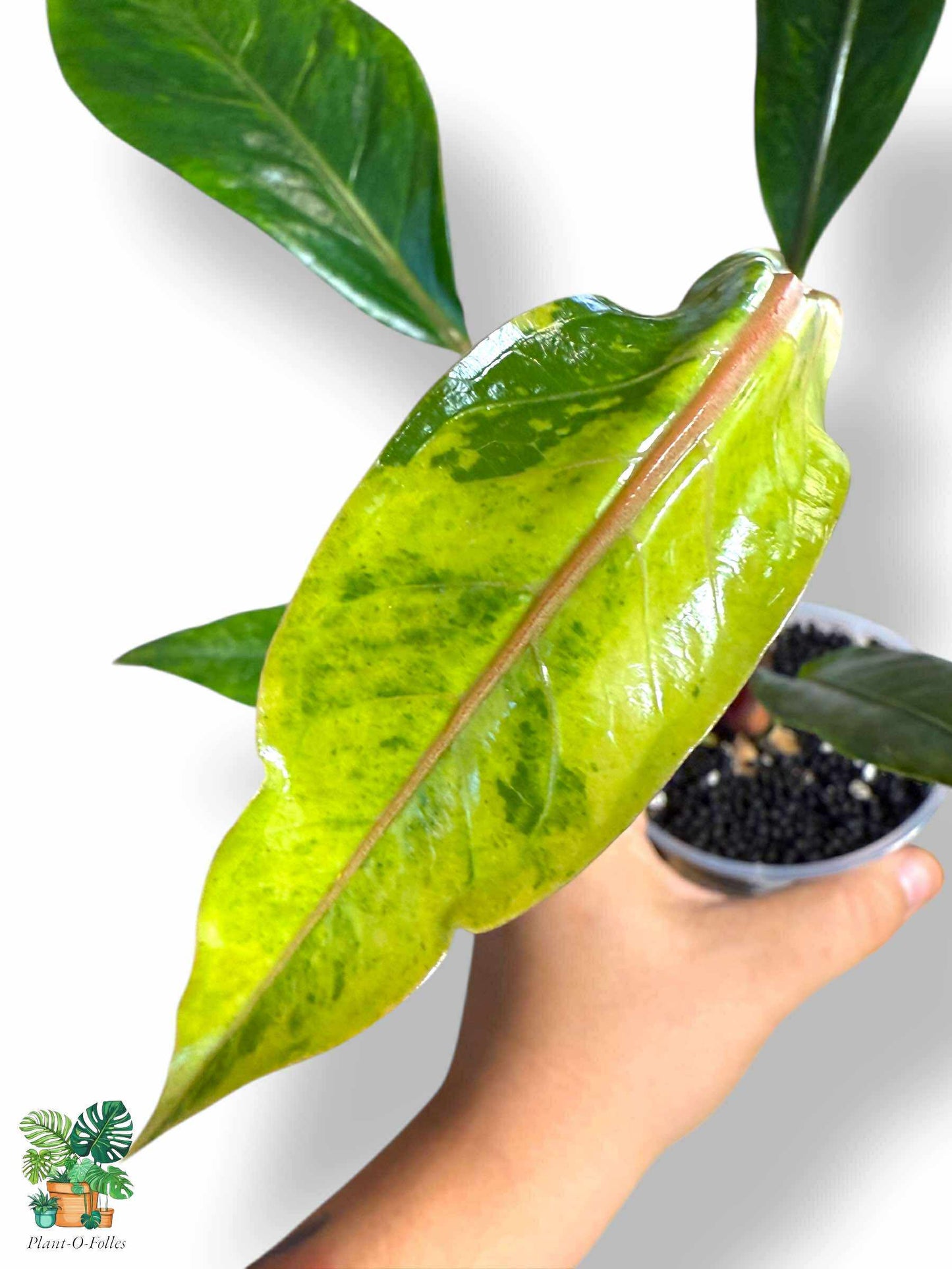 Anthurium Tarapotense Variegata, Rare Variegated Aroid, Tropical Indoor Plant, Arrow Leaf Houseplant for Collectors - Plant - O - Folles