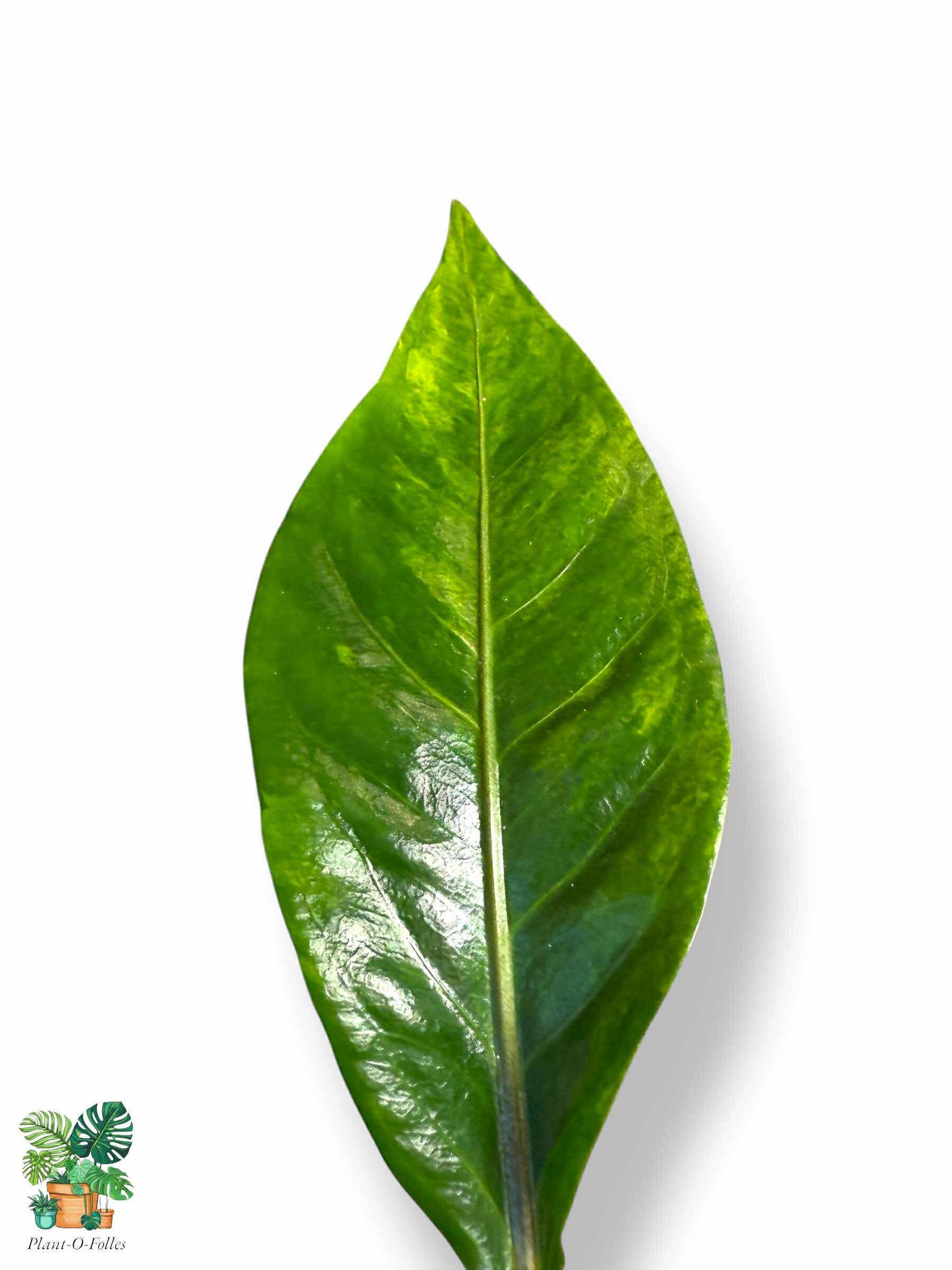 Anthurium Tarapotense Variegata, Rare Variegated Aroid, Tropical Indoor Plant, Arrow Leaf Houseplant for Collectors - Plant - O - Folles
