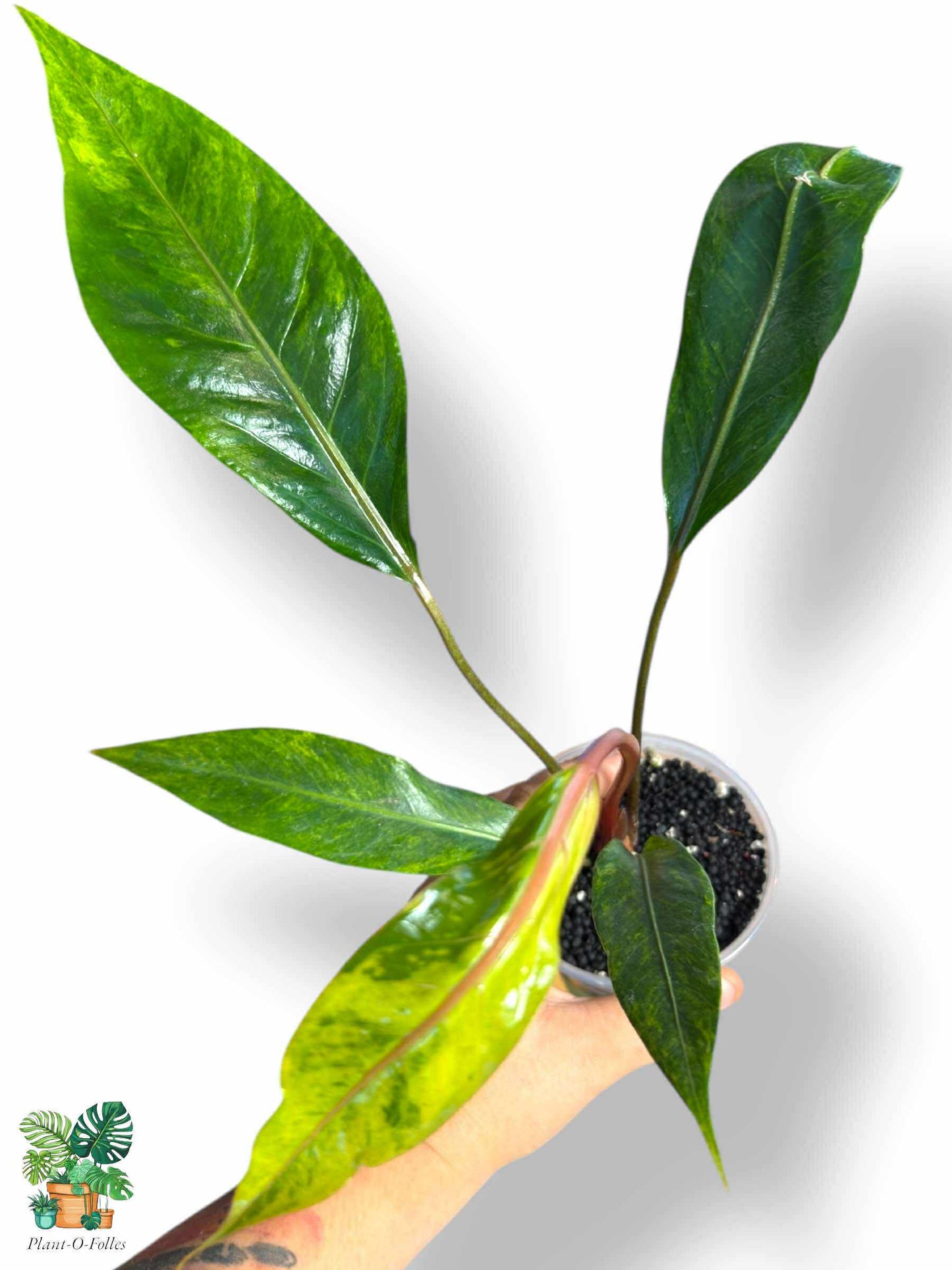 Anthurium Tarapotense Variegata, Rare Variegated Aroid, Tropical Indoor Plant, Arrow Leaf Houseplant for Collectors - Plant - O - Folles