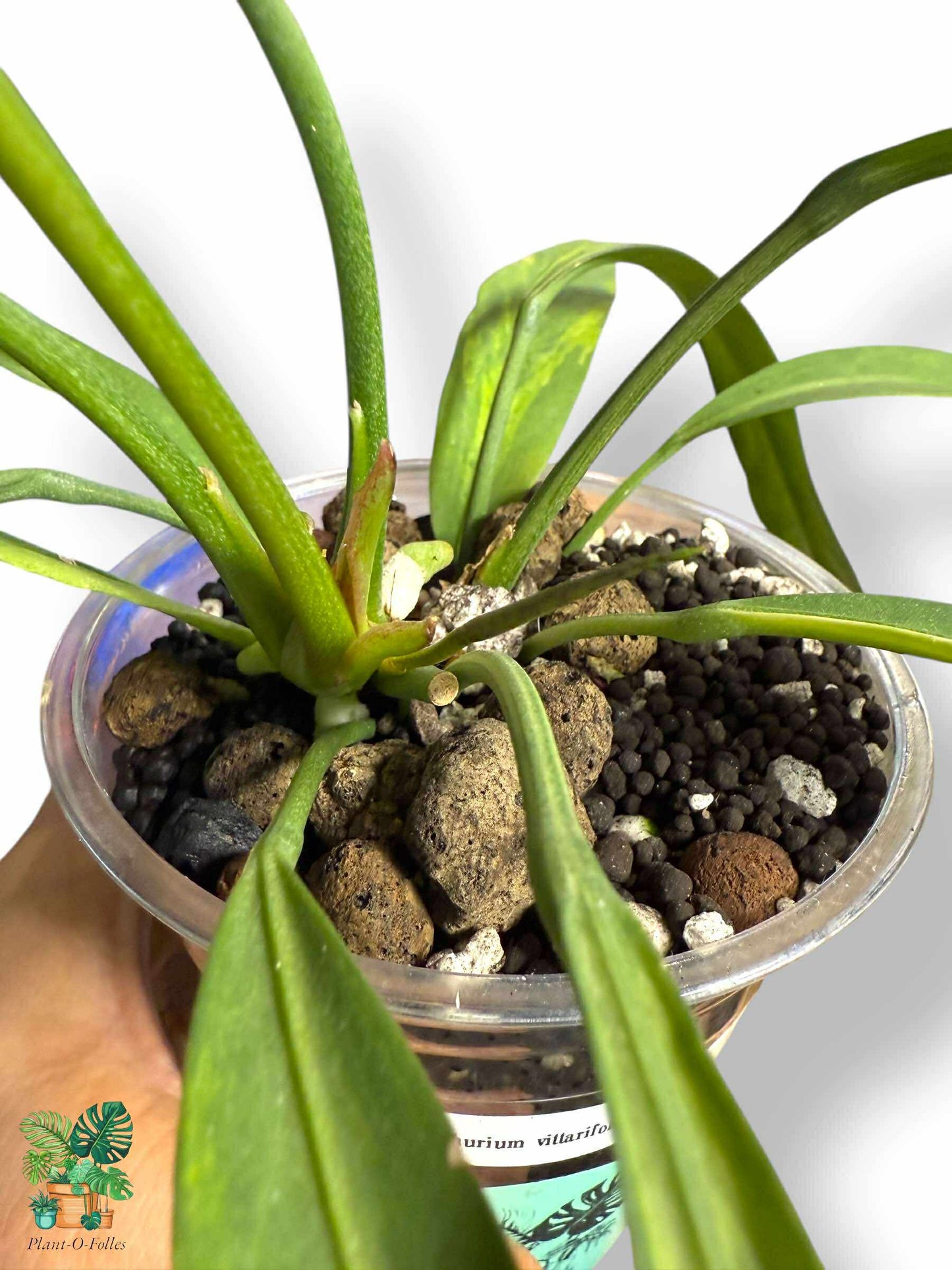 Anthurium Vittarifolium Variegata, Rare Variegated Aroid, Tropical Indoor Plant, Arrow Leaf Houseplant for Collectors - Plant - O - Folles