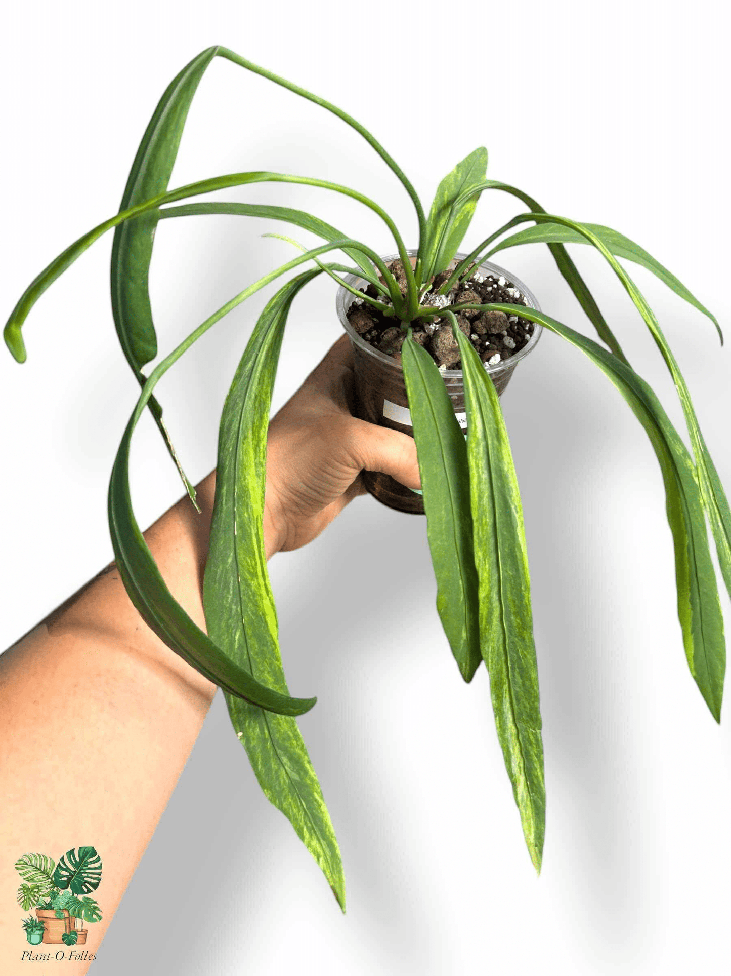 Anthurium Vittarifolium Variegata, Rare Variegated Aroid, Tropical Indoor Plant, Arrow Leaf Houseplant for Collectors - Plant - O - Folles