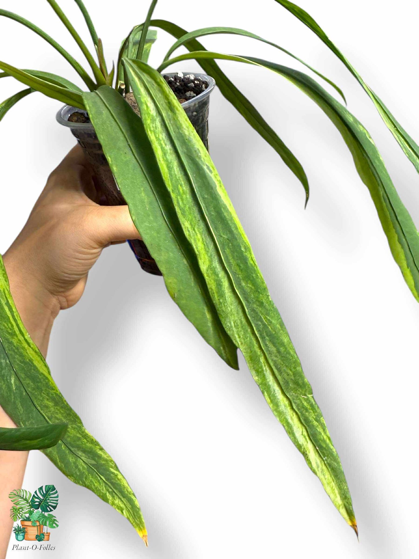 Anthurium Vittarifolium Variegata, Rare Variegated Aroid, Tropical Indoor Plant, Arrow Leaf Houseplant for Collectors - Plant - O - Folles