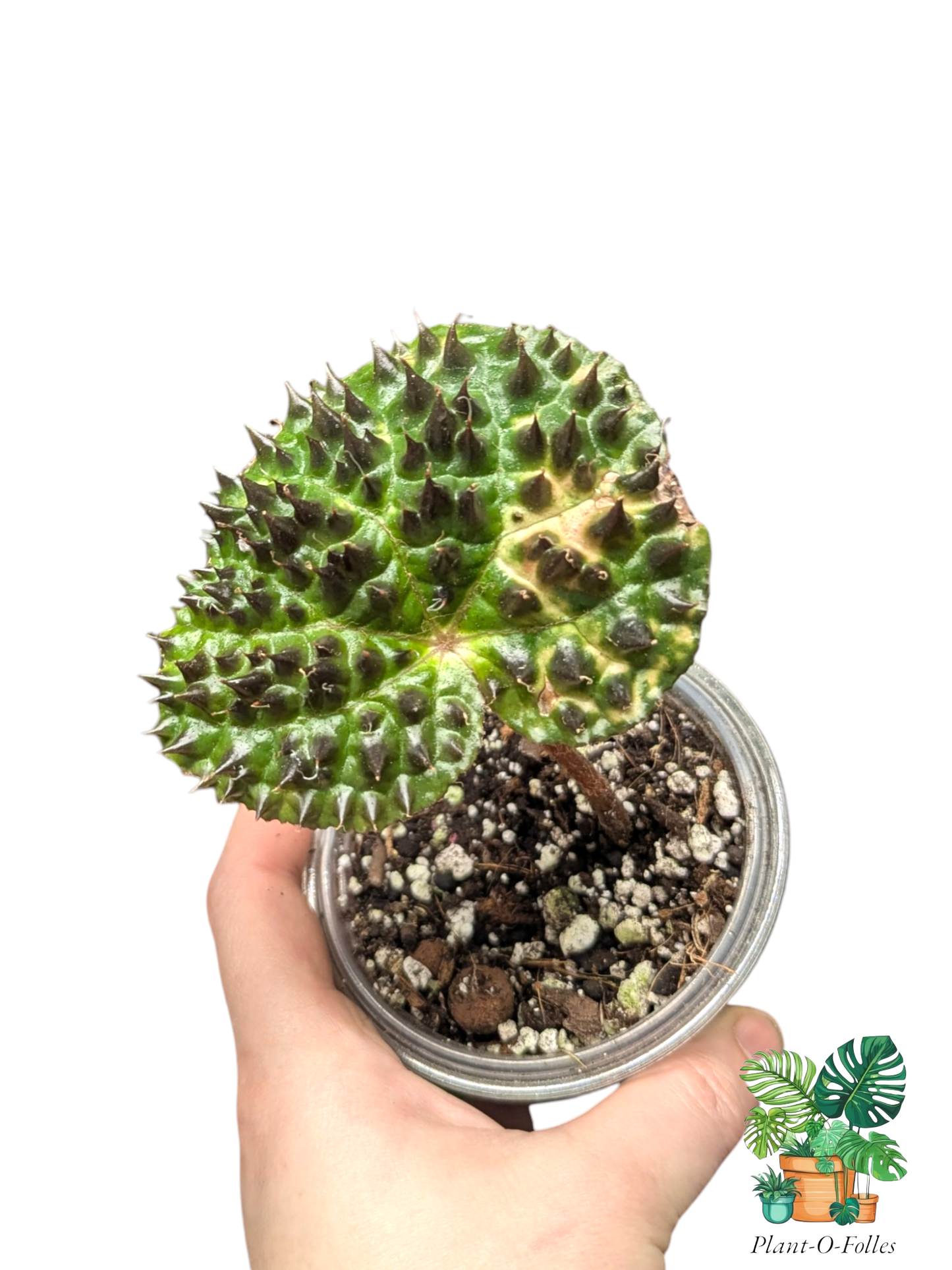 Begonia ferox - Plant - O - Folles