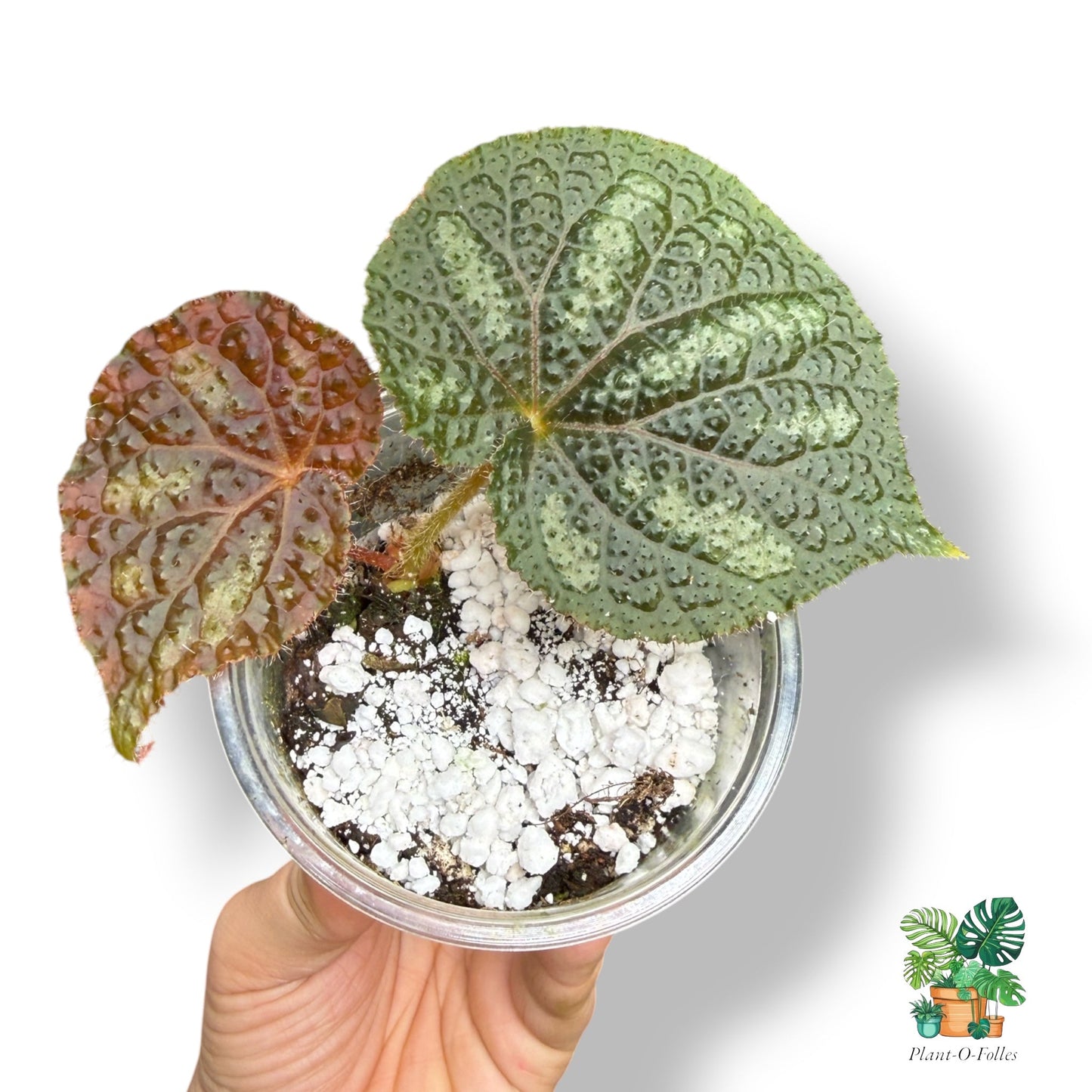 Bégonia masoniana - Iron Cross Begonia - Plant - O - Folles