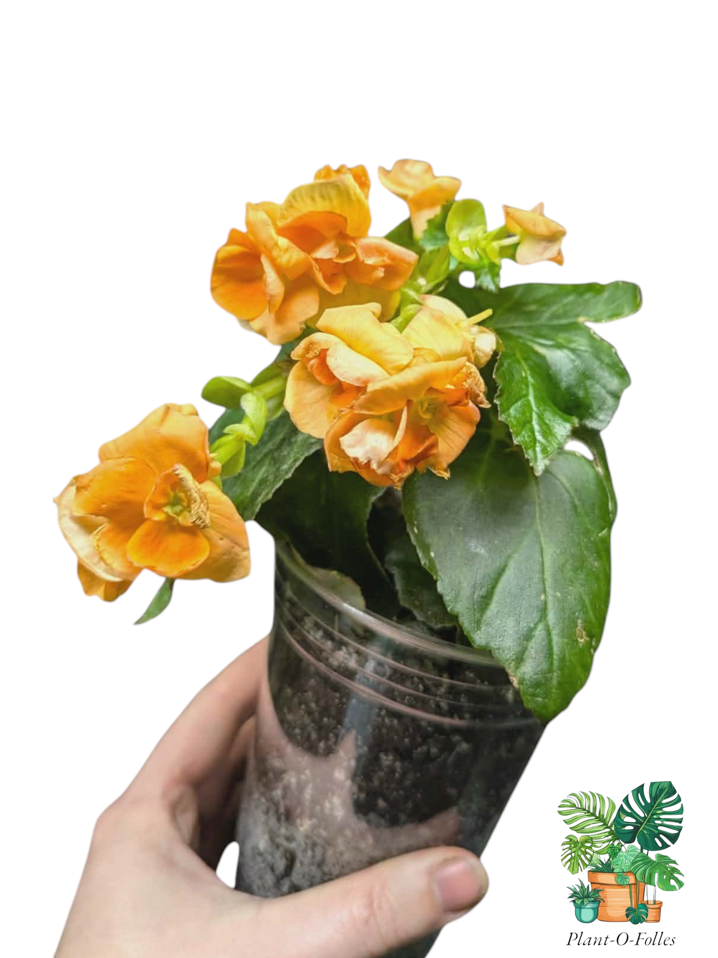 Bégonia ‘Rieger’ – Fleur orange - Plant - O - Folles