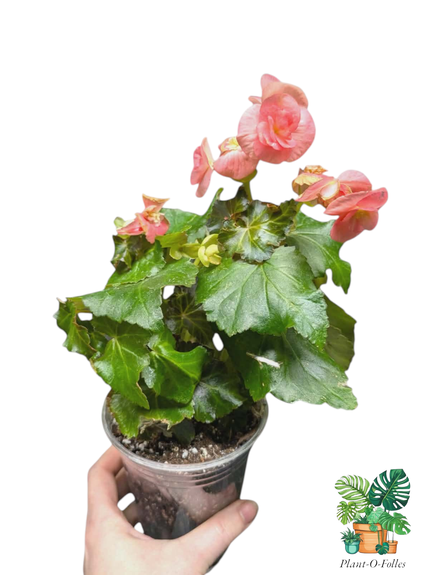 Bégonia ‘Rieger’ – Fleur rose - Plant - O - Folles