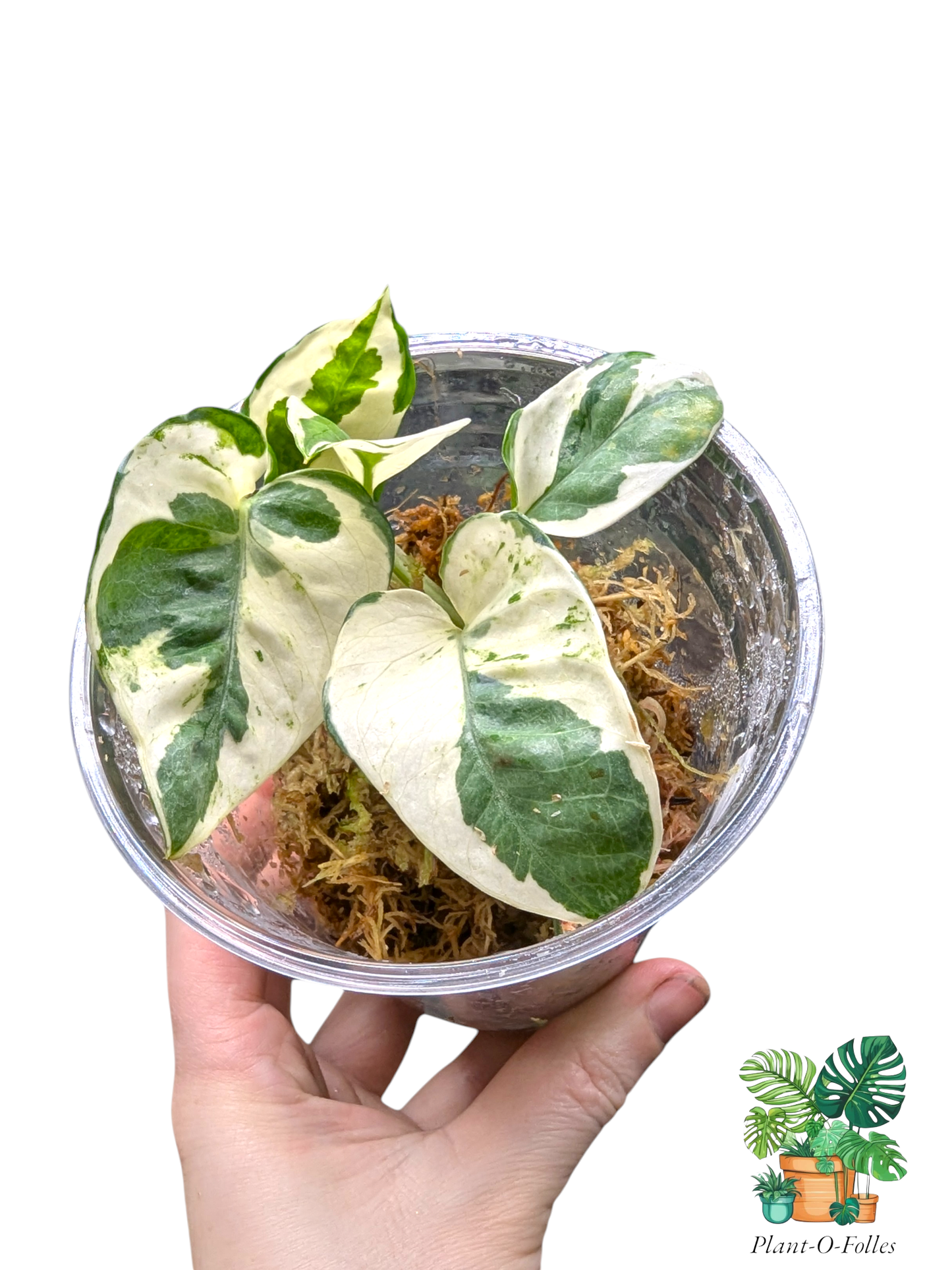 Epipremnum aureum ‘N’Joy’ - touche moderne - Plant - O - Folles