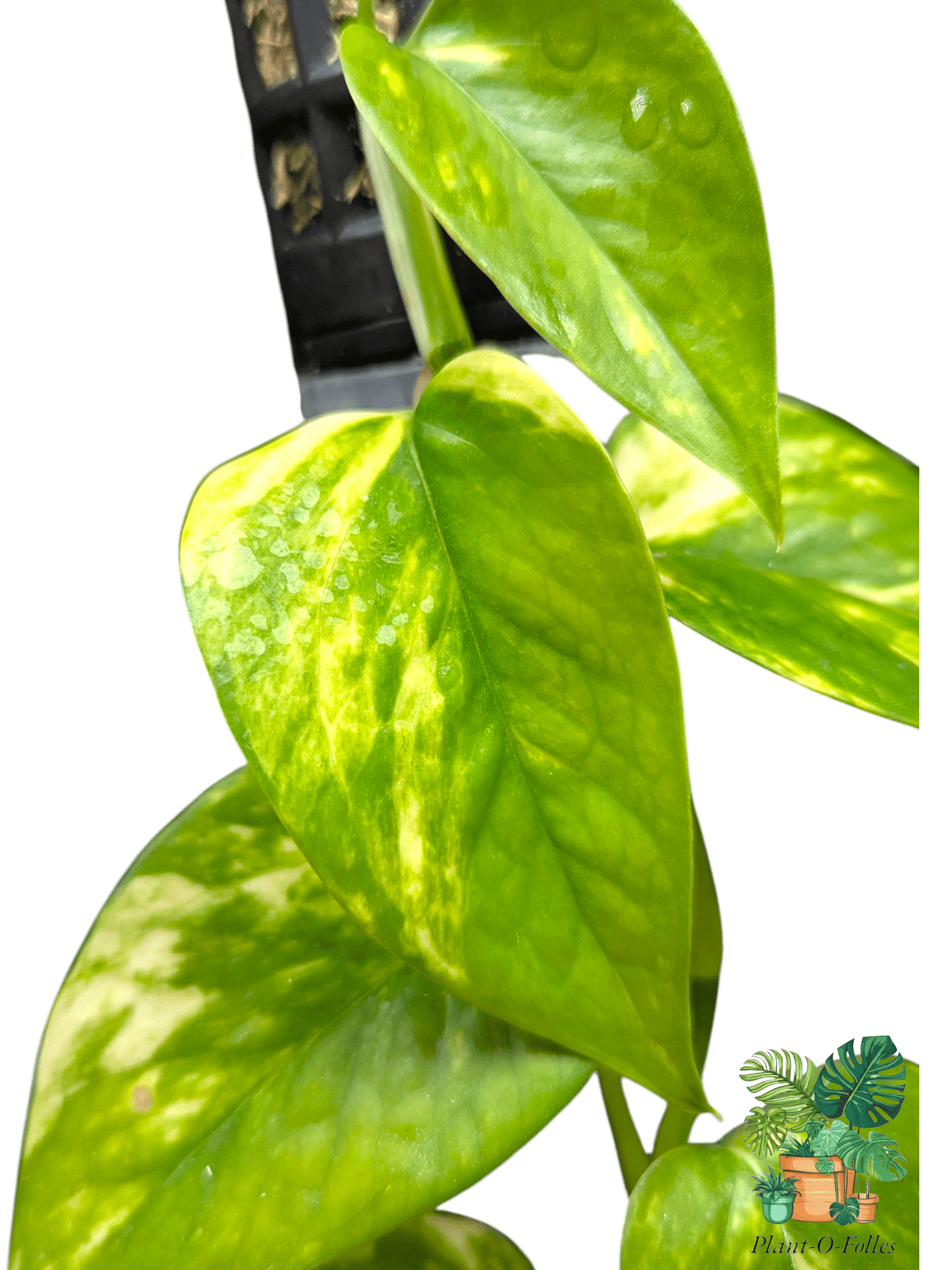 Epipremnum aureum Teruno Valencia – Feuillage panaché lumineux - Plant - O - Folles