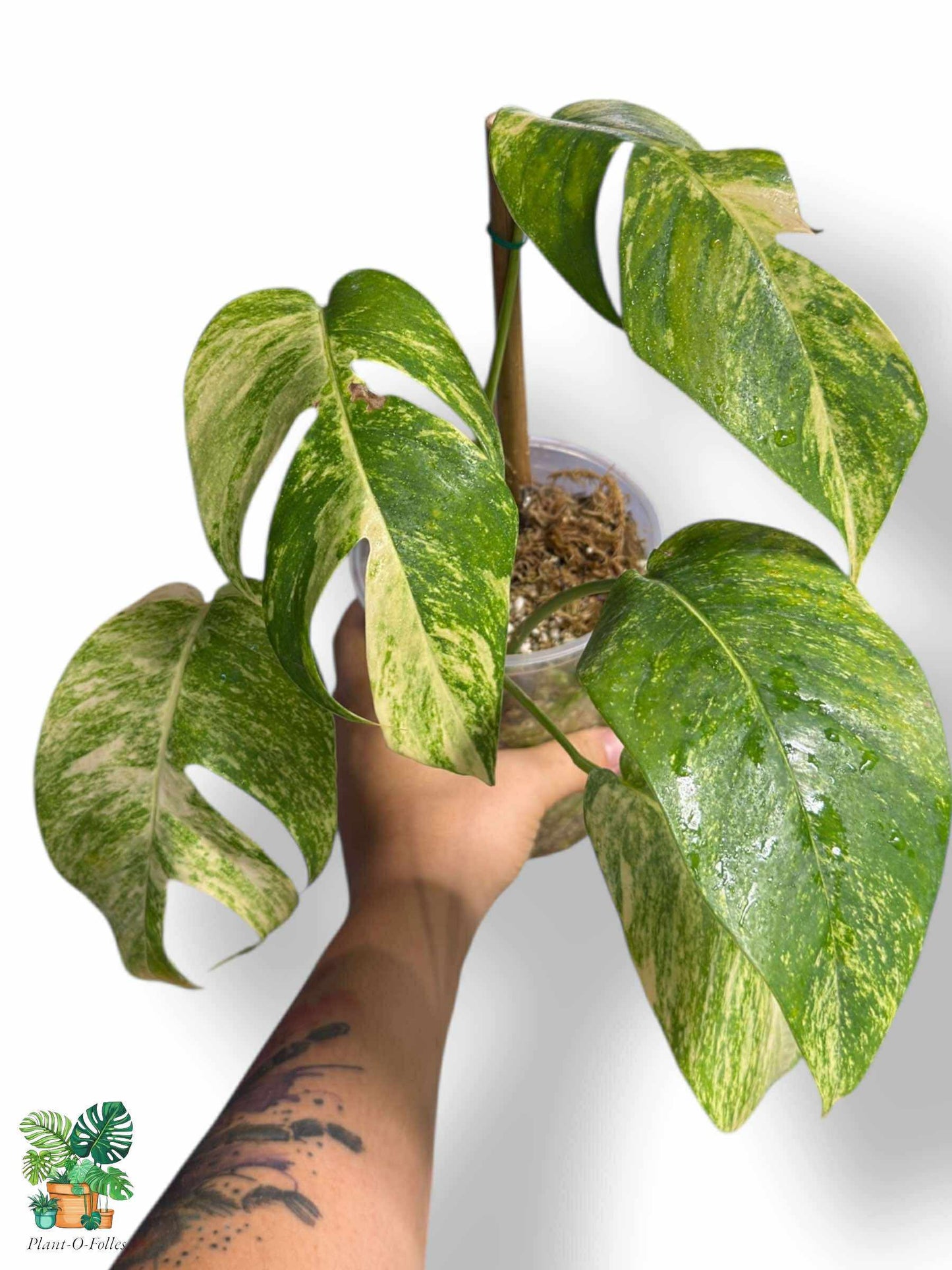 Epipremnum Pinnatum Golden Flame, Rare Variegated Aroid, Tropical Indoor Plant, Arrow Leaf Houseplant for Collectors - Plant - O - Folles